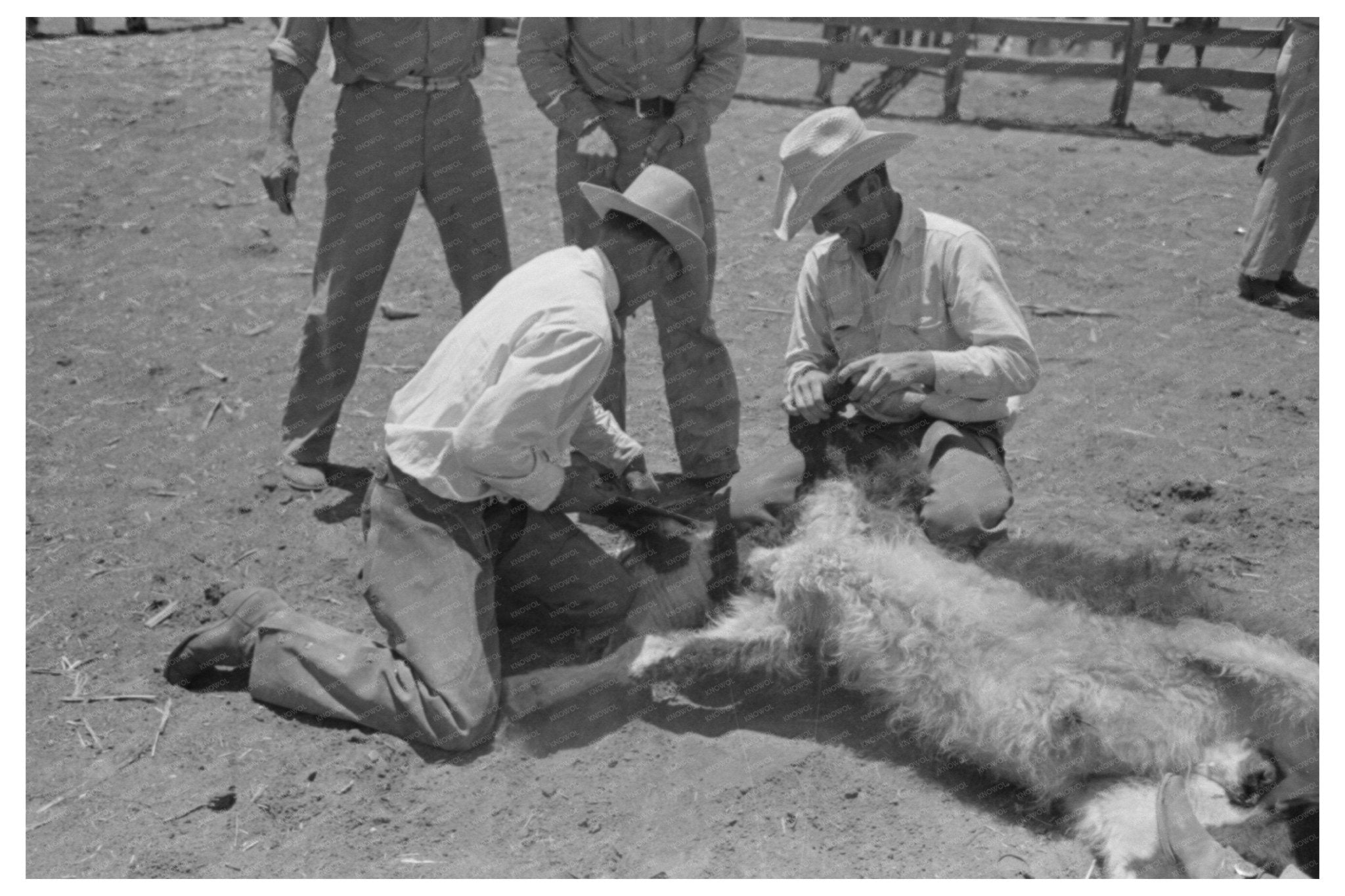 Calf Horn Removal Process at SMS Ranch May 1939 - Available at KNOWOL