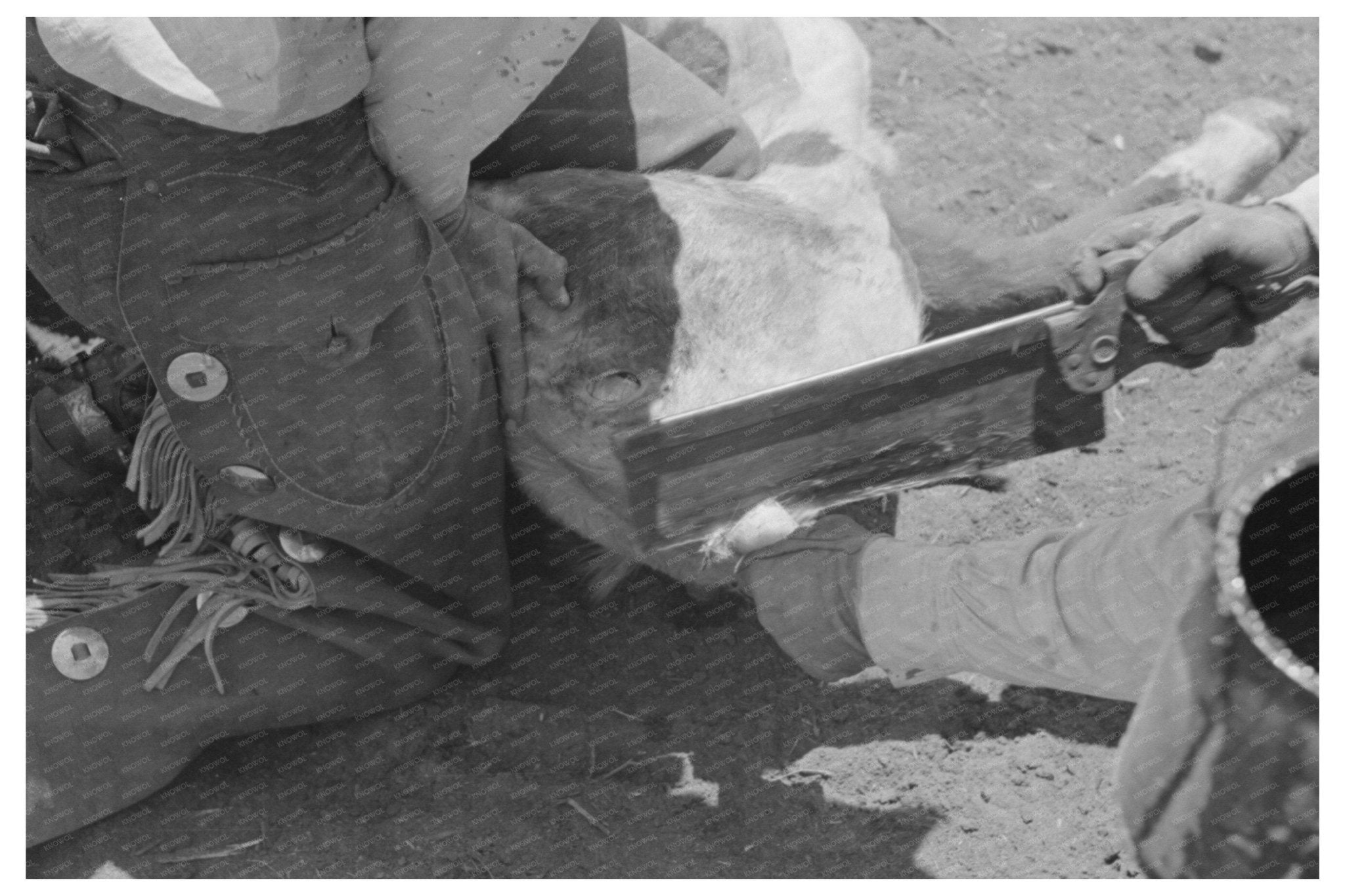 Calf Horn Removal Process at SMS Ranch Texas 1939 - Available at KNOWOL