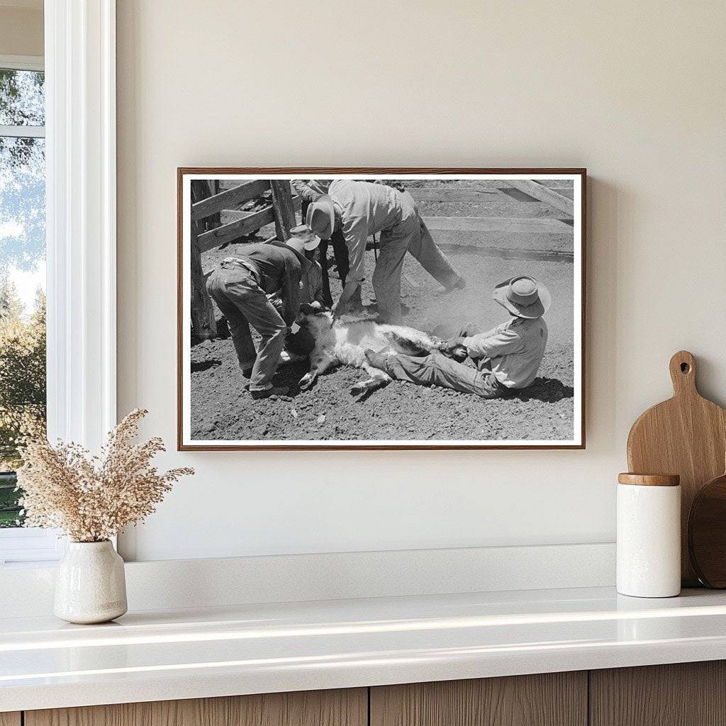 Calf Inoculation During Branding at Walking X Ranch 1939 - Available at KNOWOL