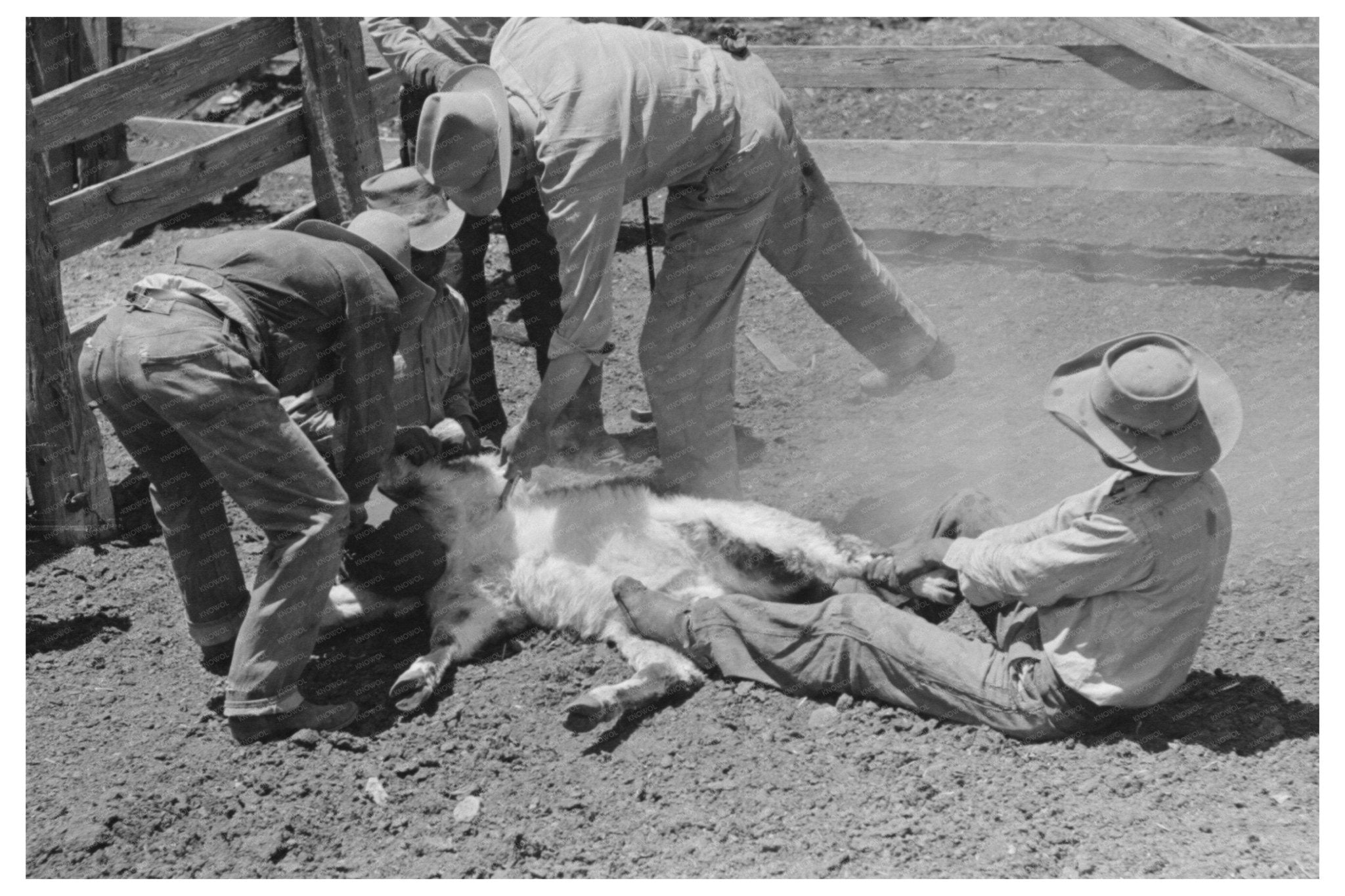 Calf Inoculation During Branding at Walking X Ranch 1939 - Available at KNOWOL