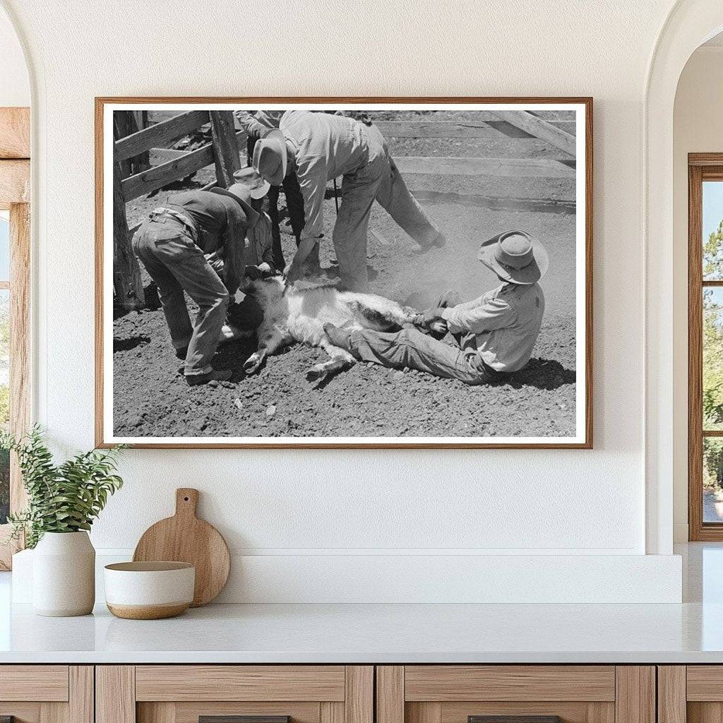Calf Inoculation During Branding at Walking X Ranch 1939 - Available at KNOWOL