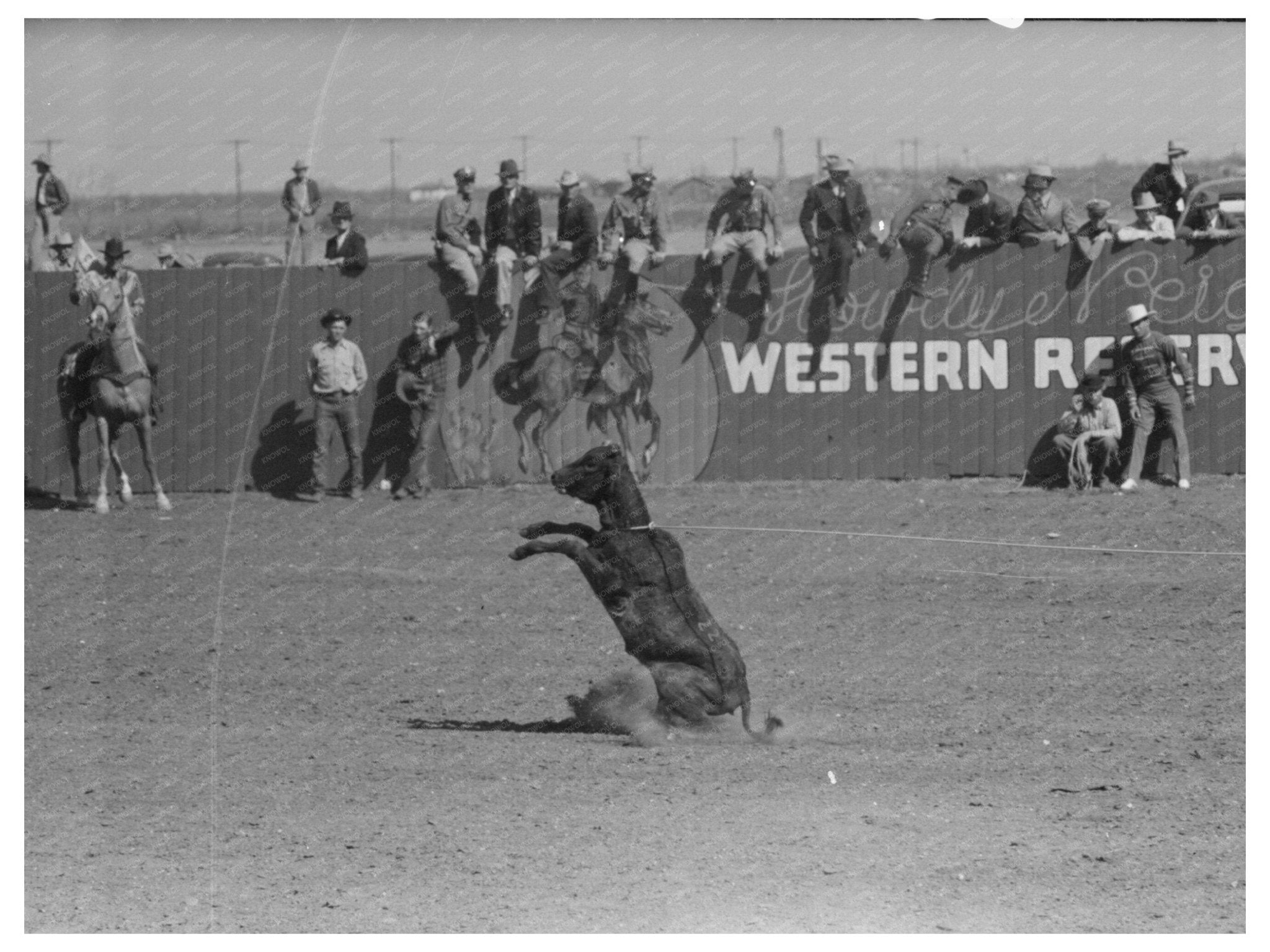 Calf Roping Contest at San Angelo Rodeo March 1940 - Available at KNOWOL