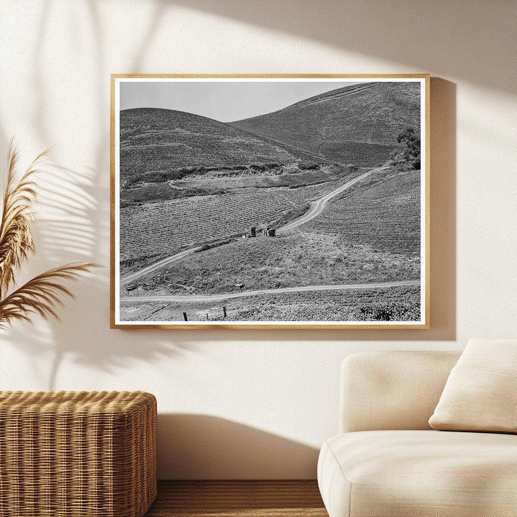 California Pea Fields March 1937 Vintage Photograph - Available at KNOWOL
