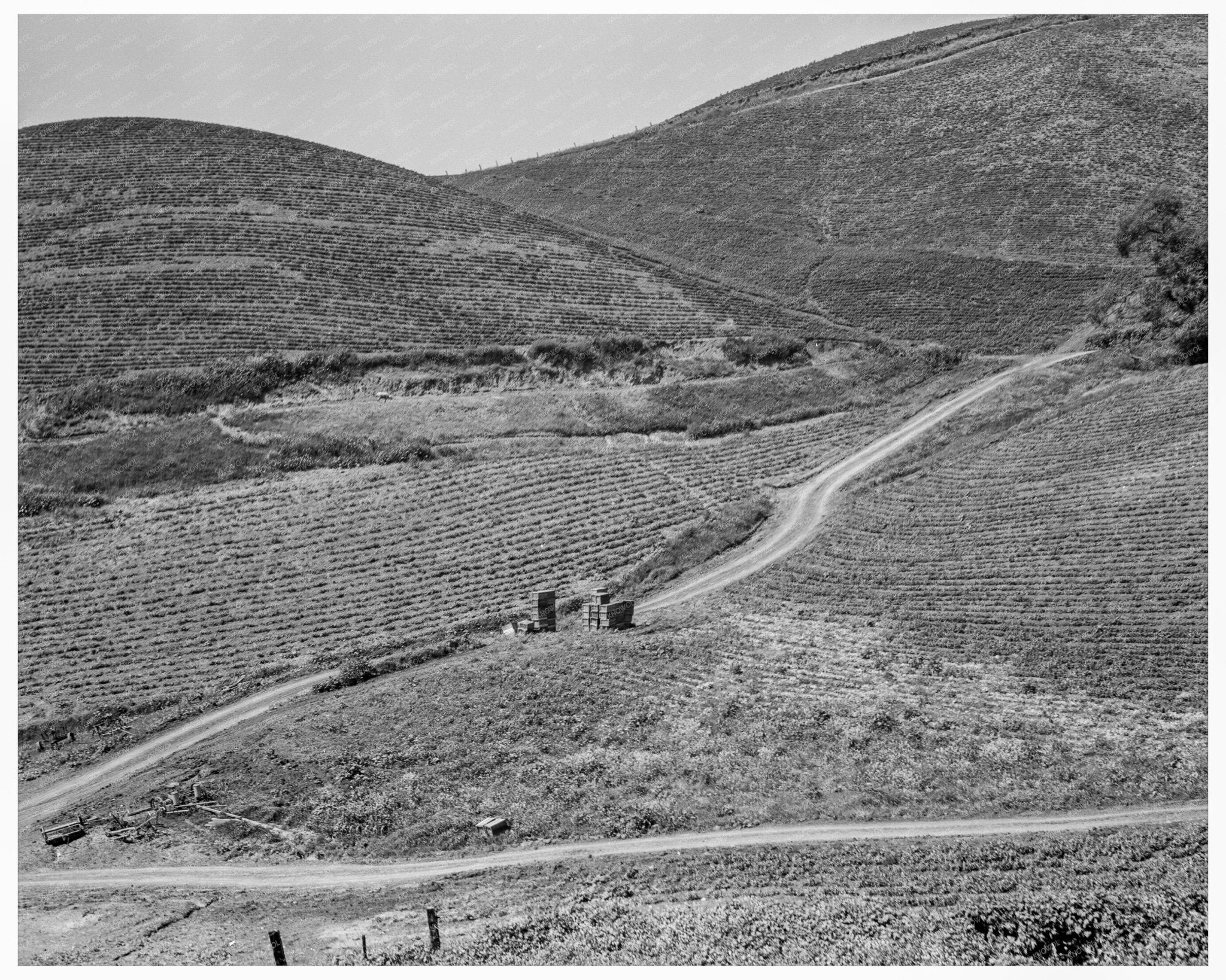 California Pea Fields March 1937 Vintage Photograph - Available at KNOWOL