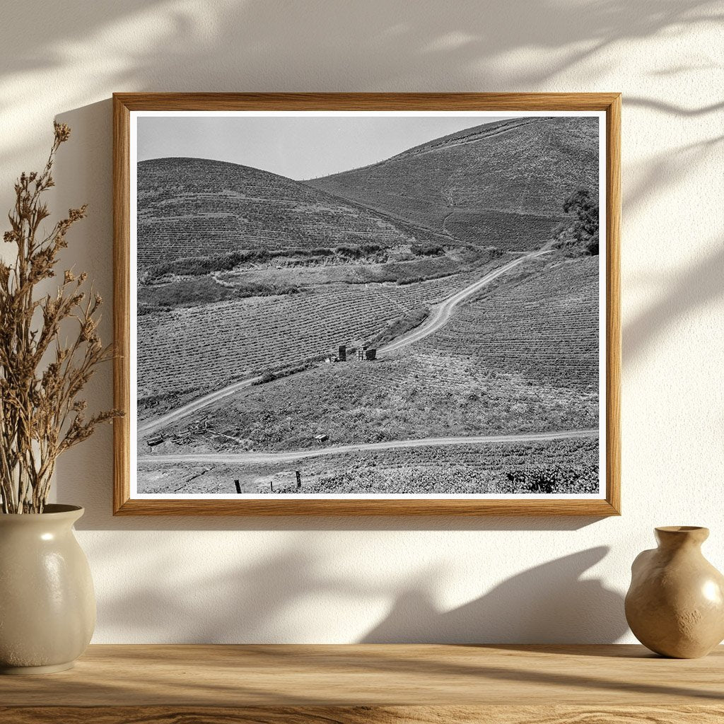 California Pea Fields March 1937 Vintage Photograph - Available at KNOWOL