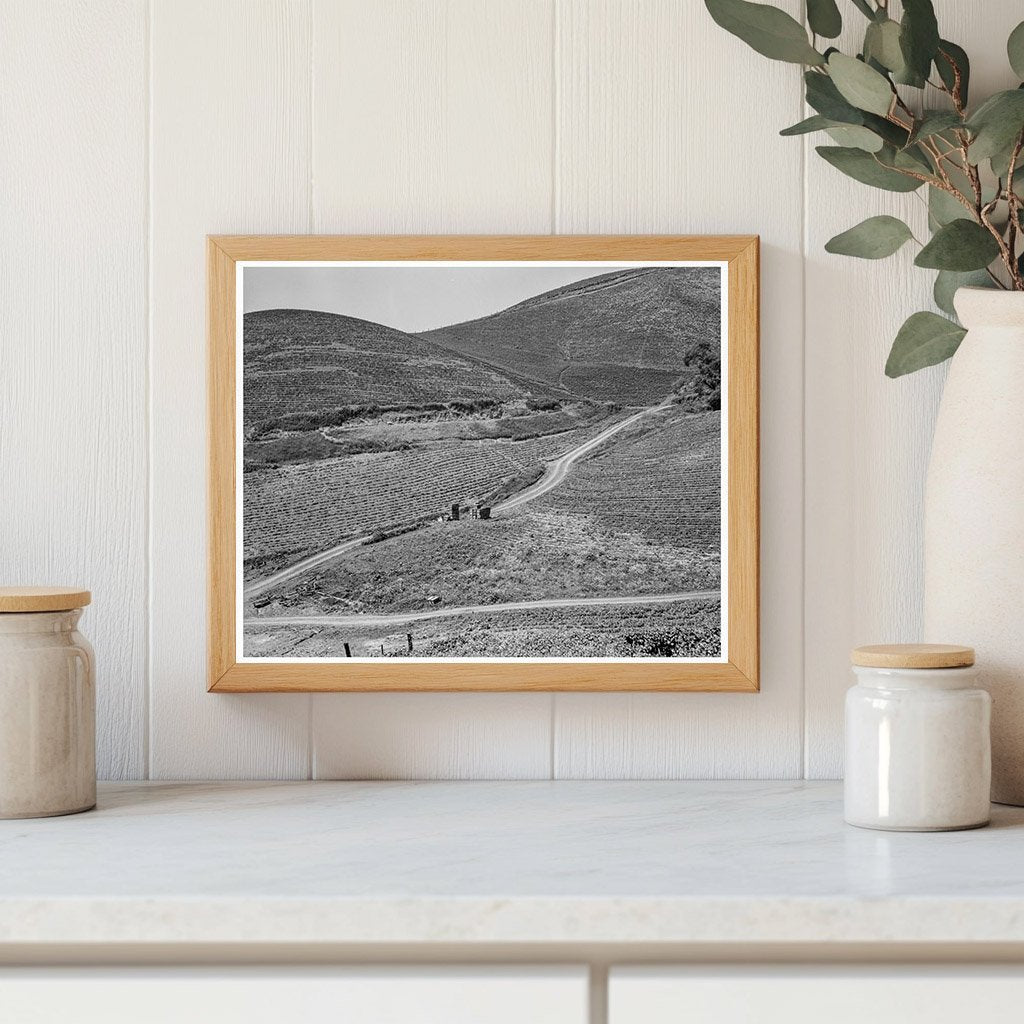 California Pea Fields March 1937 Vintage Photograph - Available at KNOWOL