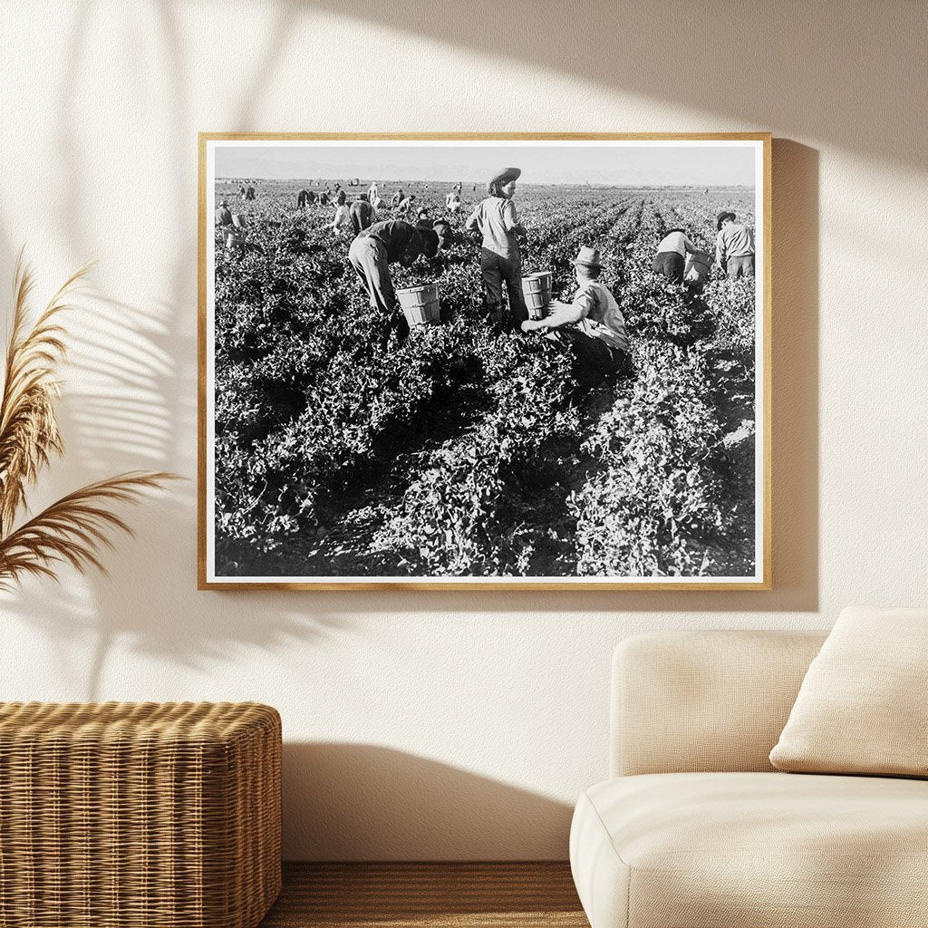 California Pea Pickers February 1939 Vintage Photo - Available at KNOWOL