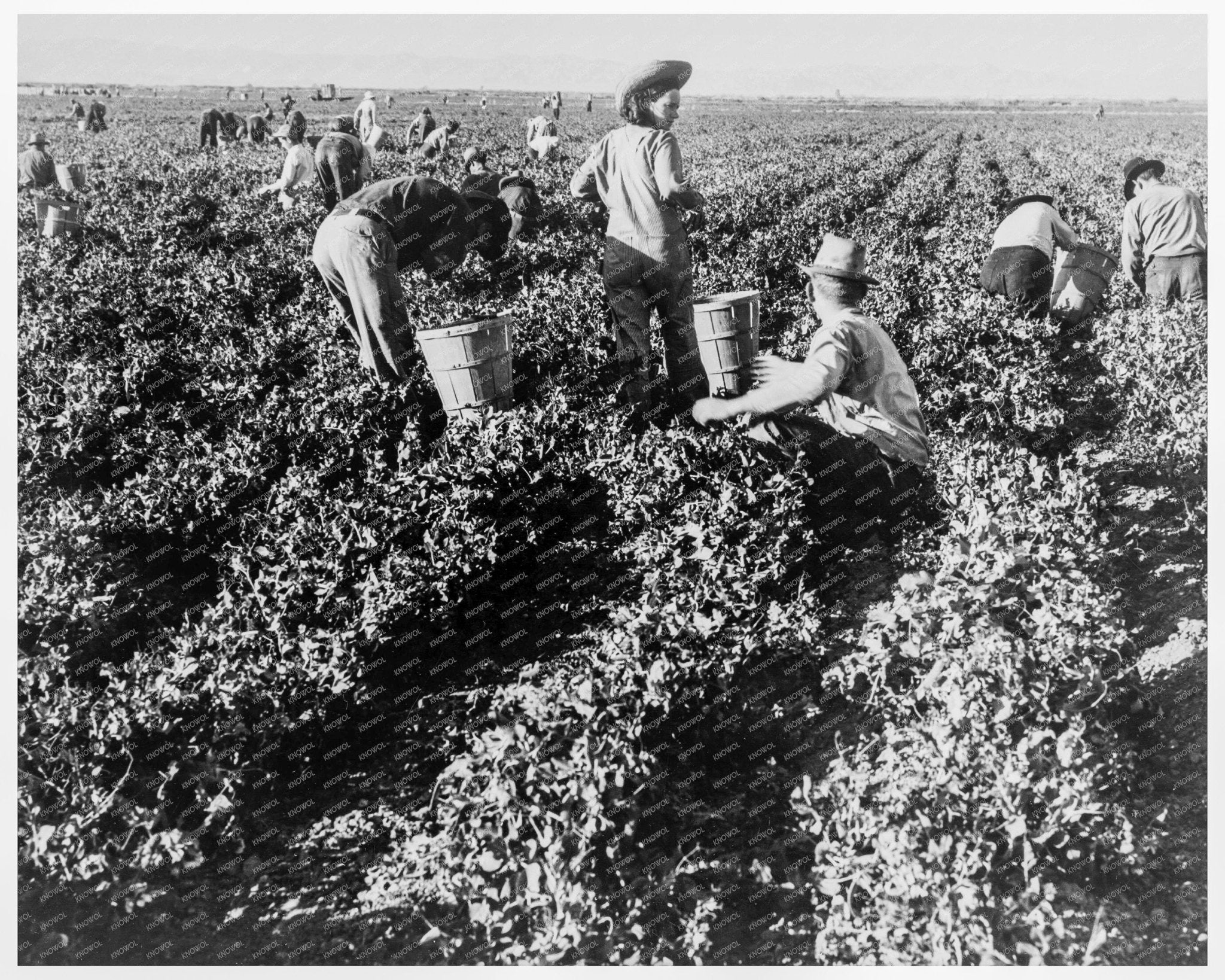 California Pea Pickers February 1939 Vintage Photo - Available at KNOWOL