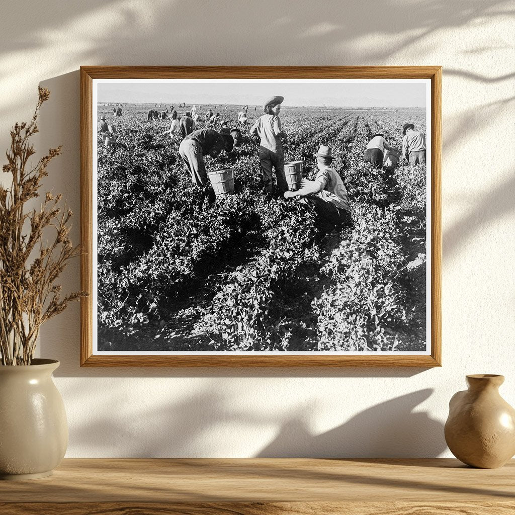 California Pea Pickers February 1939 Vintage Photo - Available at KNOWOL
