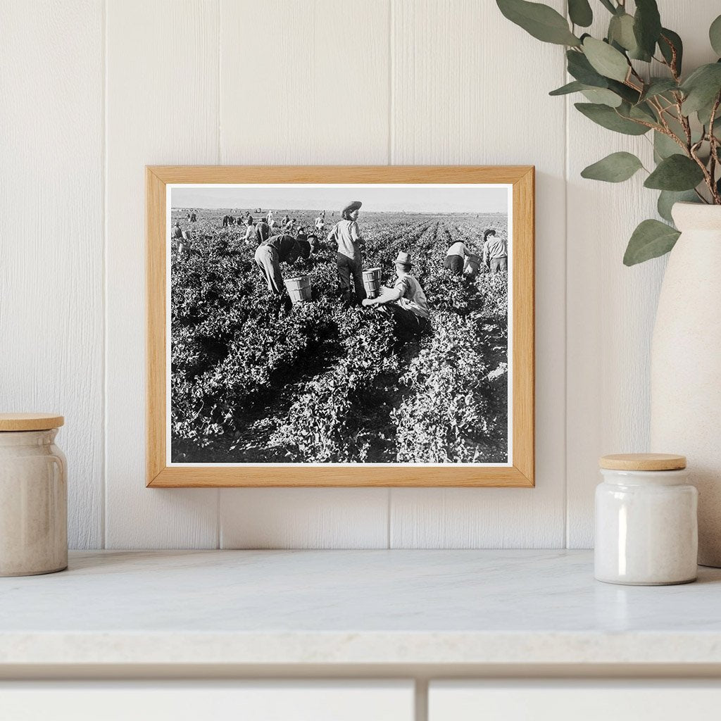 California Pea Pickers February 1939 Vintage Photo - Available at KNOWOL