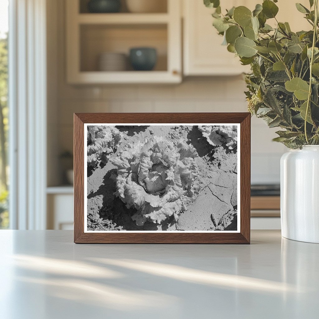 Canyon County Lettuce Field Idaho July 1941 - Available at KNOWOL