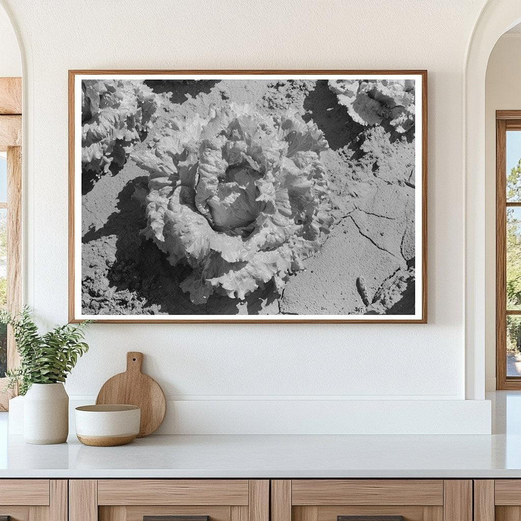 Canyon County Lettuce Field Idaho July 1941 - Available at KNOWOL