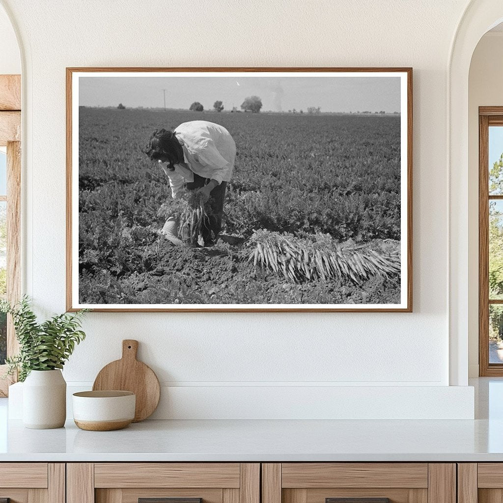 Carrot Harvesting in Yuma County Arizona February 1942 - Available at KNOWOL