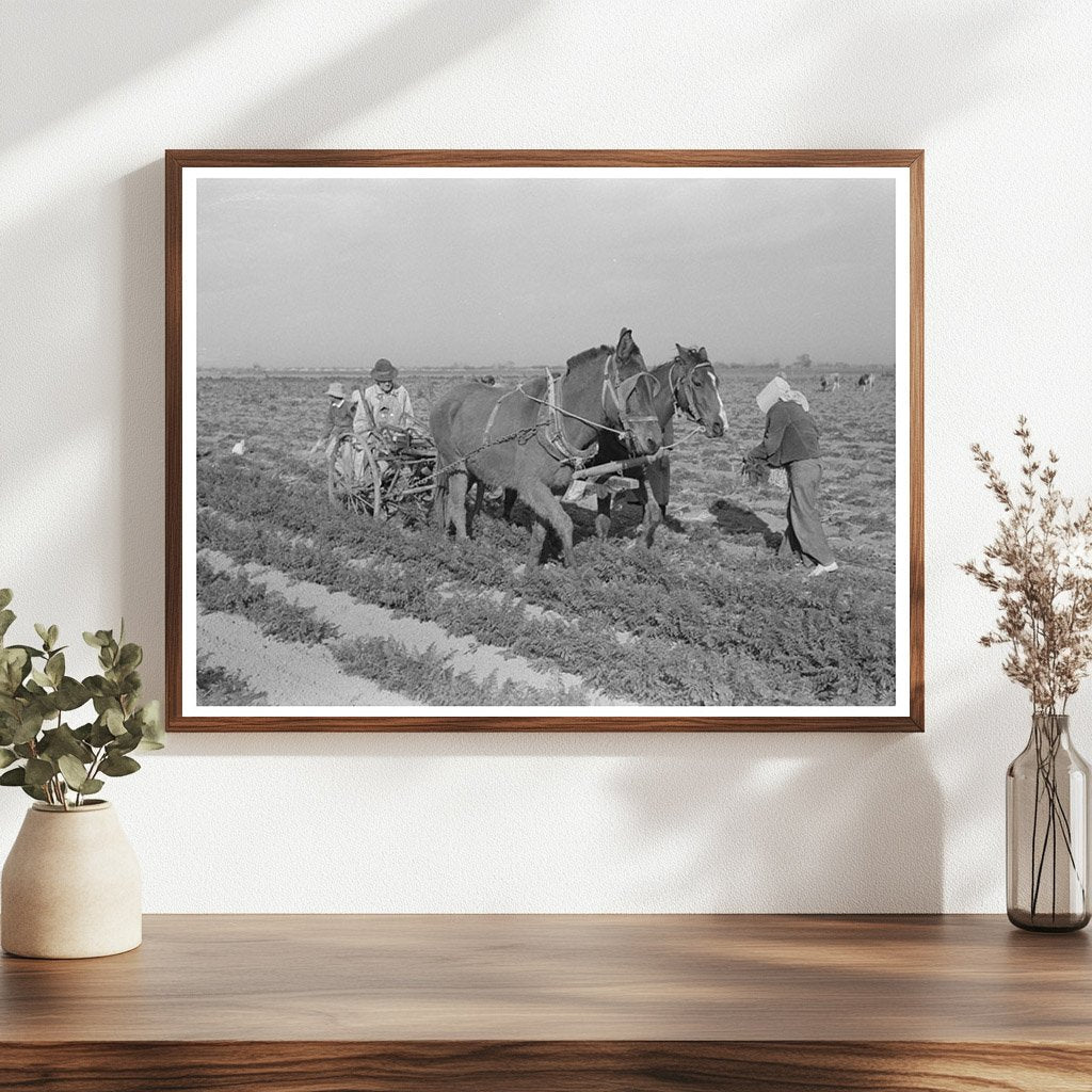 Carrot Harvesting Technique in Santa Maria Texas 1939 - Available at KNOWOL