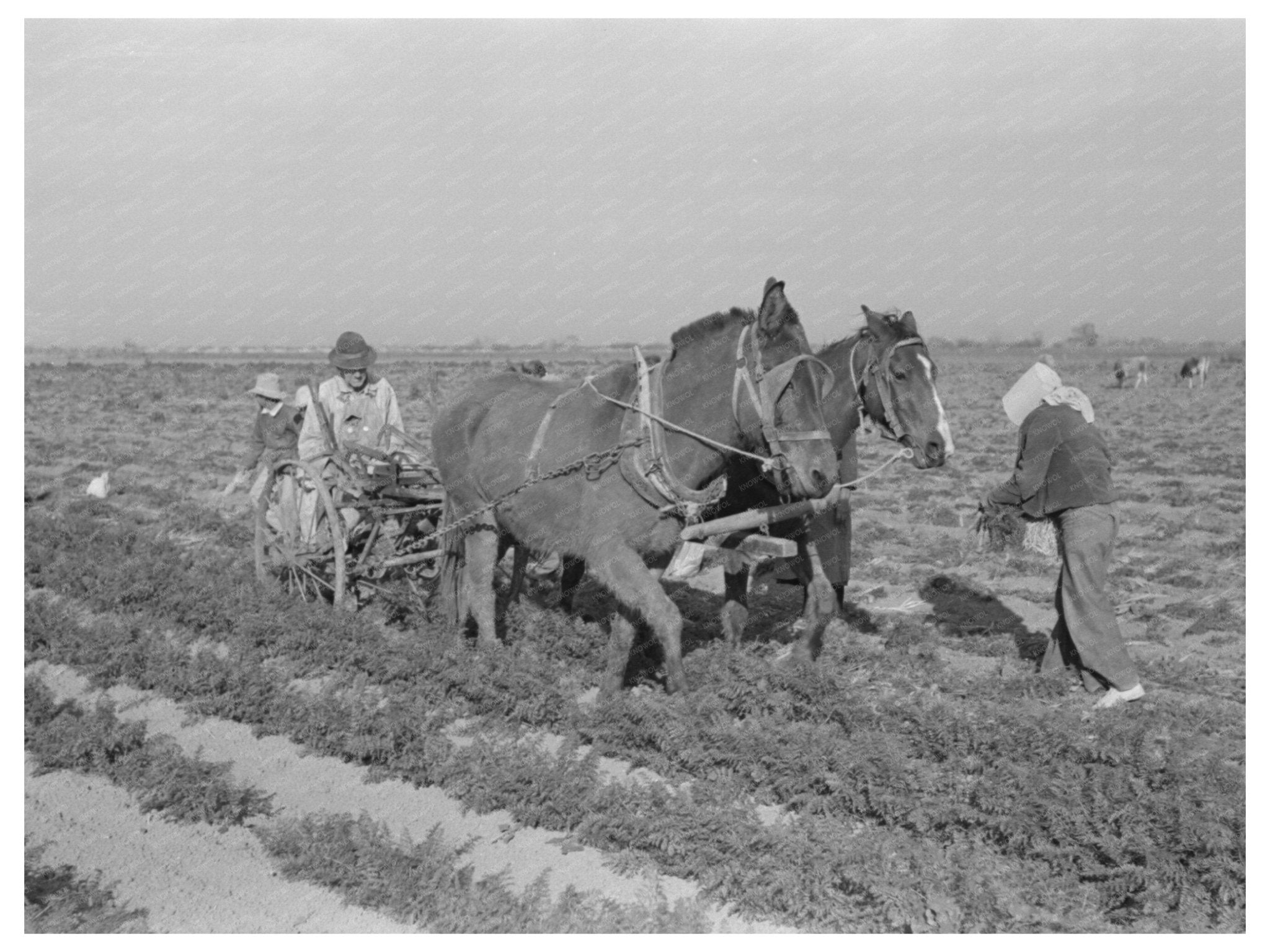 Carrot Harvesting Technique in Santa Maria Texas 1939 - Available at KNOWOL