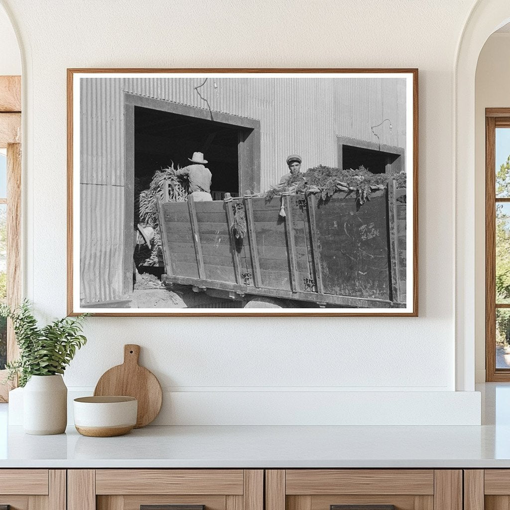 Carrot Unloading at Texas Packing Plant February 1939 - Available at KNOWOL