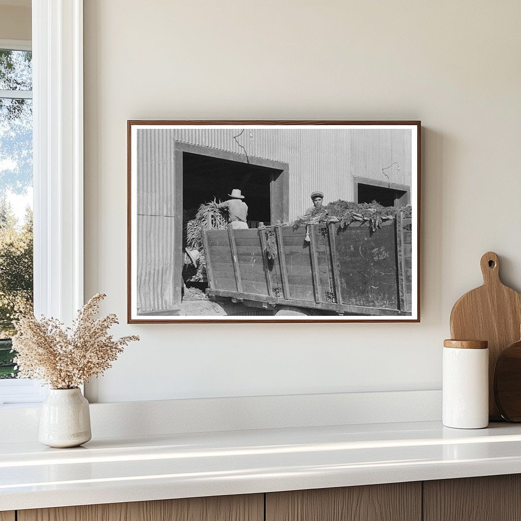 Carrot Unloading at Texas Packing Plant February 1939 - Available at KNOWOL