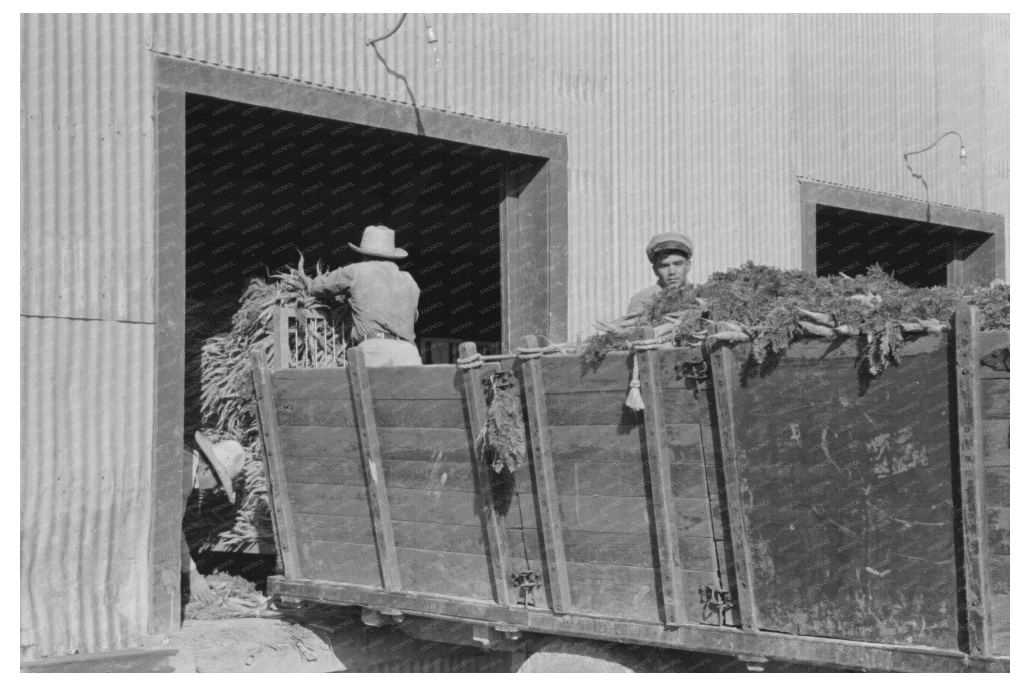 Carrot Unloading at Texas Packing Plant February 1939 - Available at KNOWOL