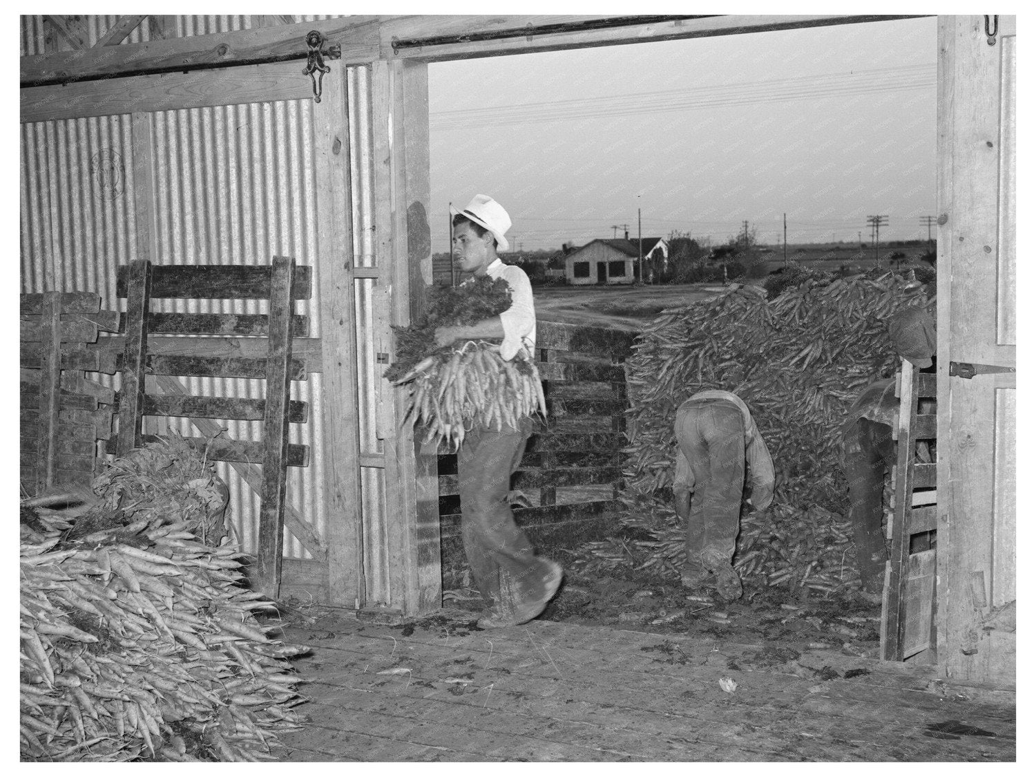 Carrot Unloading in Elsa Texas 1944 - Available at KNOWOL