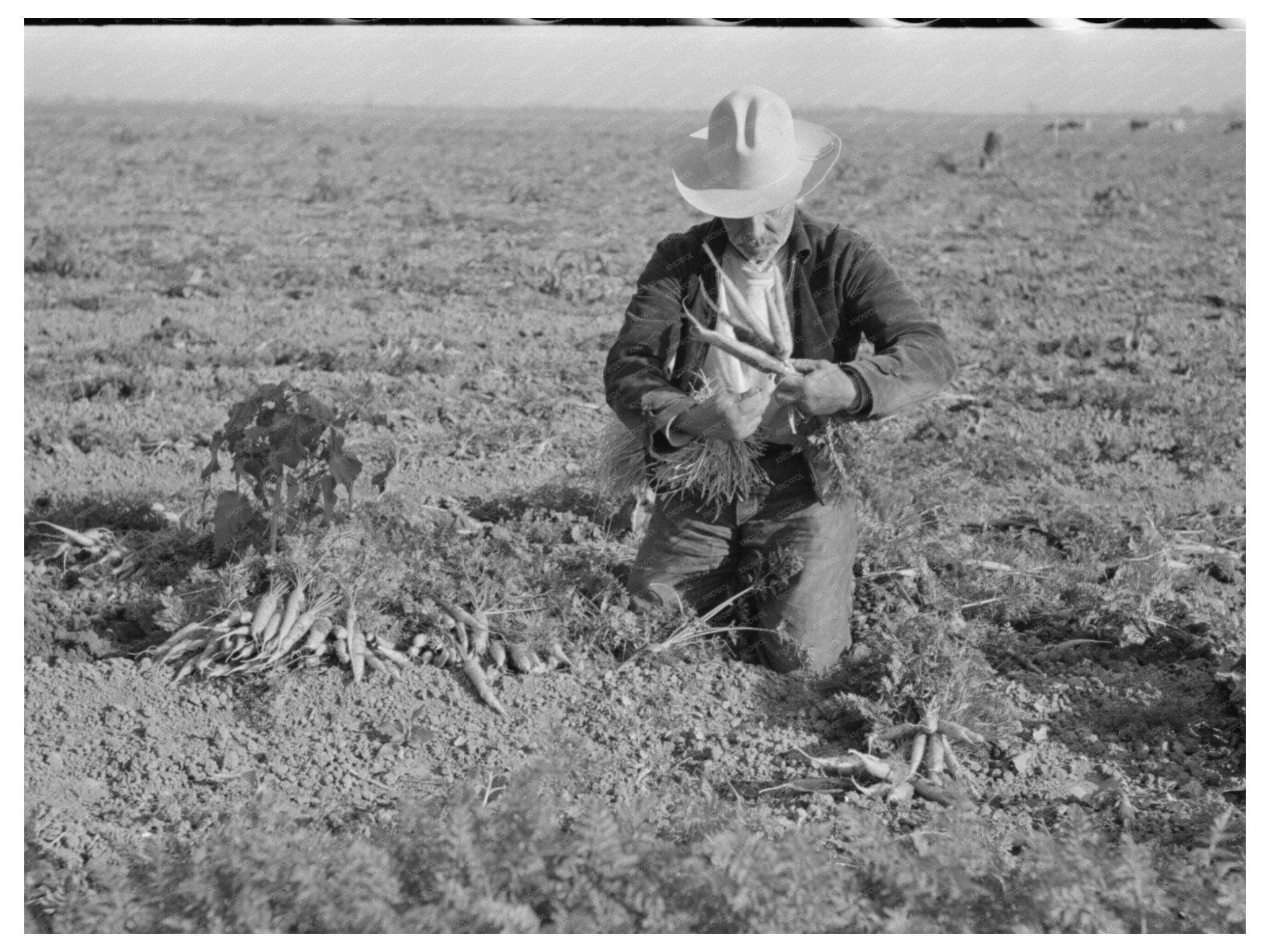 Carrot Workers Tying Bunches in Texas February 1939 - Available at KNOWOL