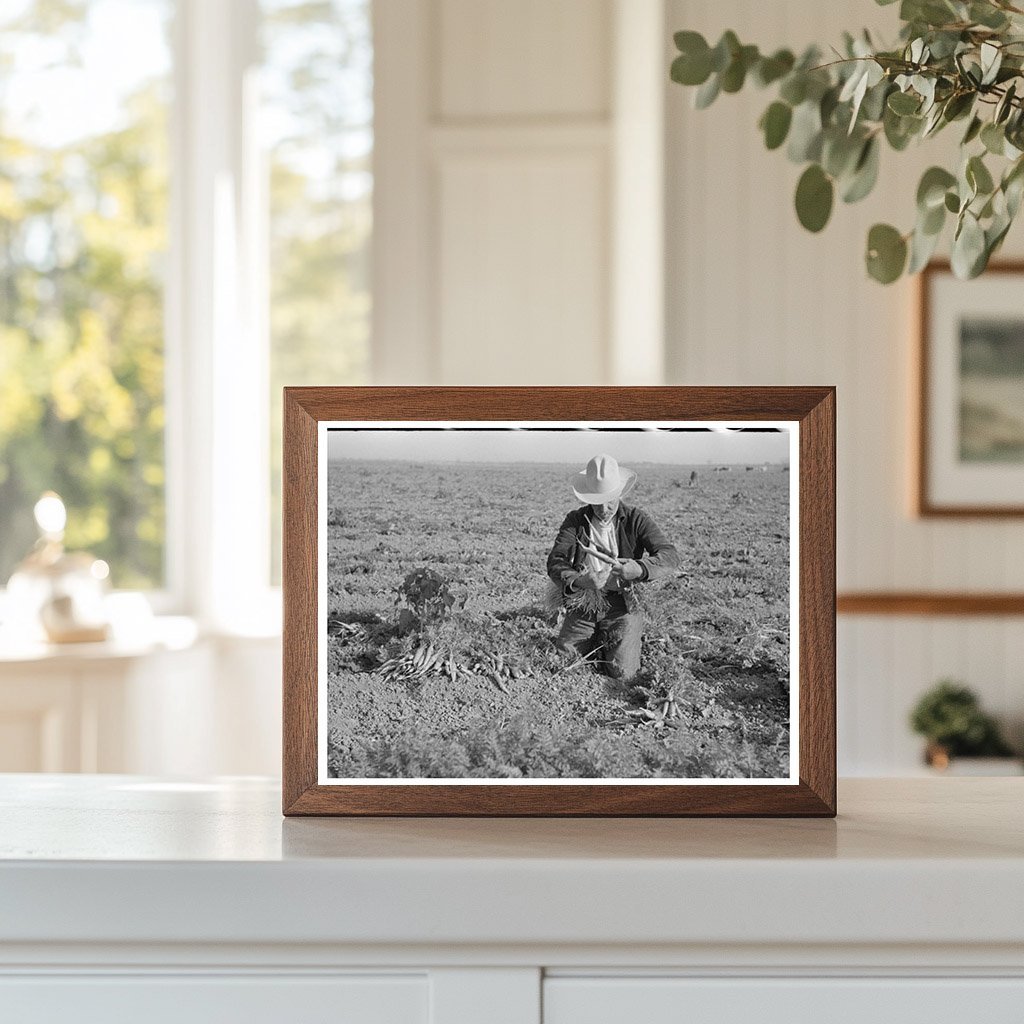Carrot Workers Tying Bunches in Texas February 1939 - Available at KNOWOL