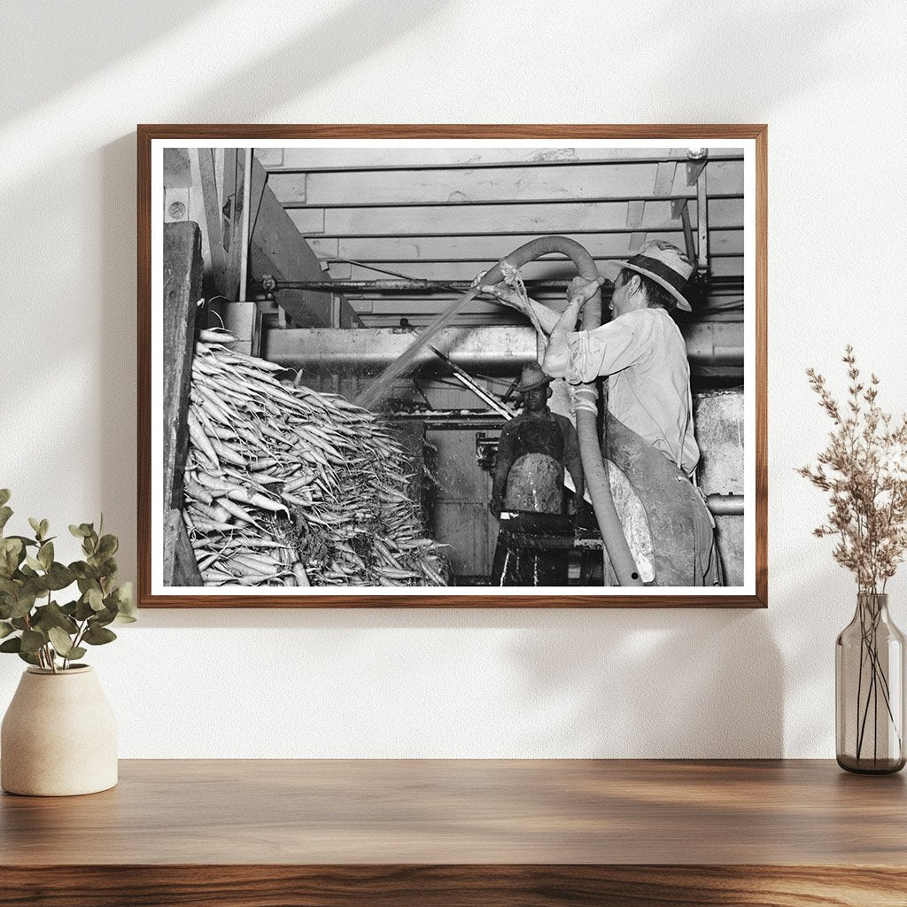 Carrots Being Washed on Truck in Elsa Texas February 1939 - Available at KNOWOL