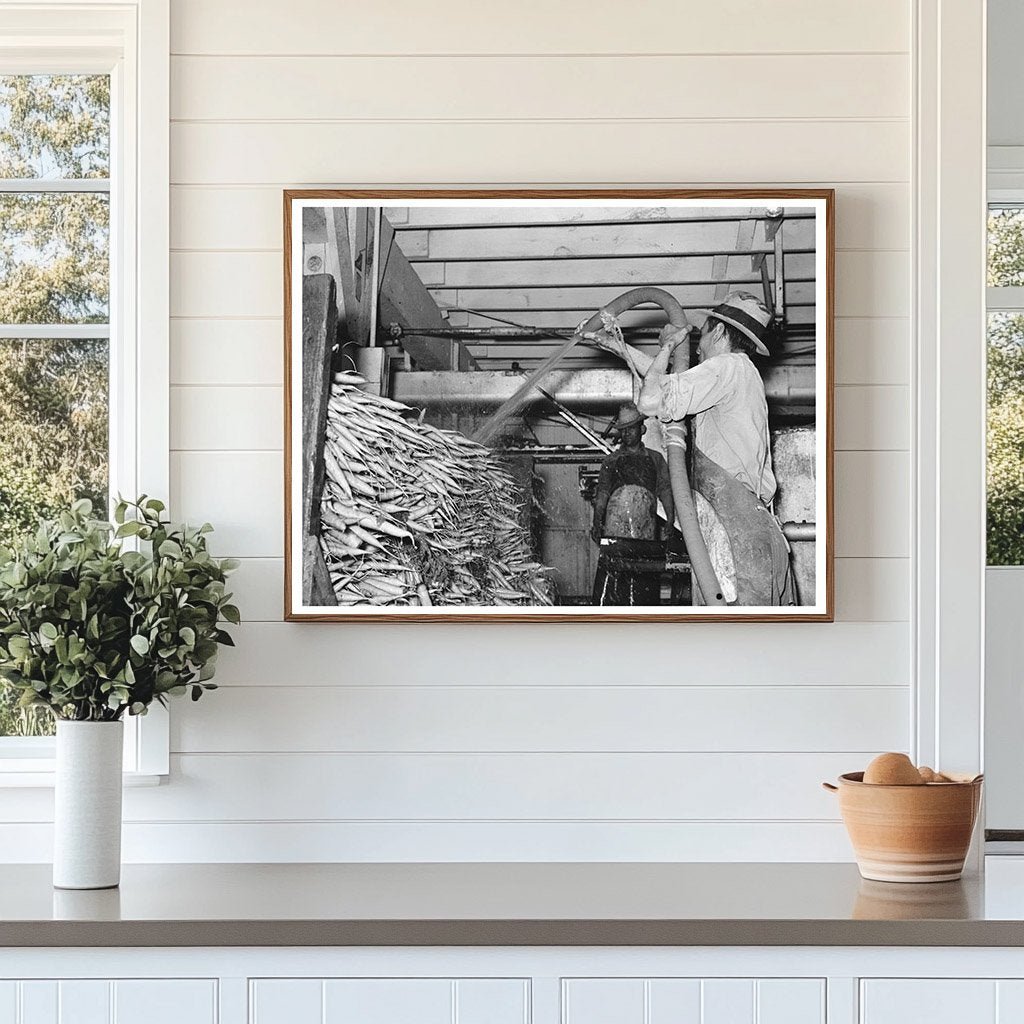 Carrots Being Washed on Truck in Elsa Texas February 1939 - Available at KNOWOL