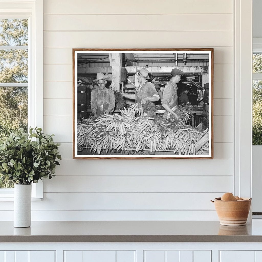 Carrots Unloaded for Washing at Texas Packing Plant 1939 - Available at KNOWOL