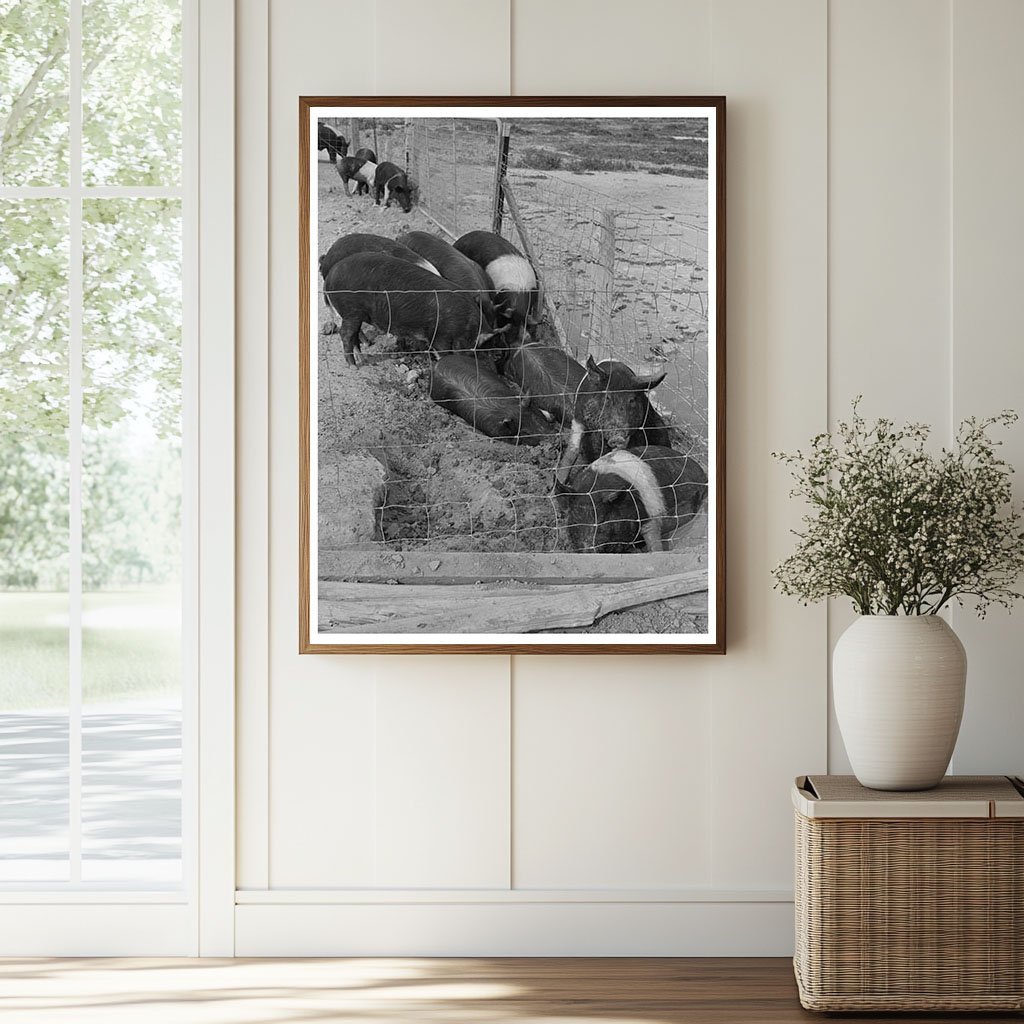 Casa Grande Farms Hog Farming Arizona February 1942 - Available at KNOWOL