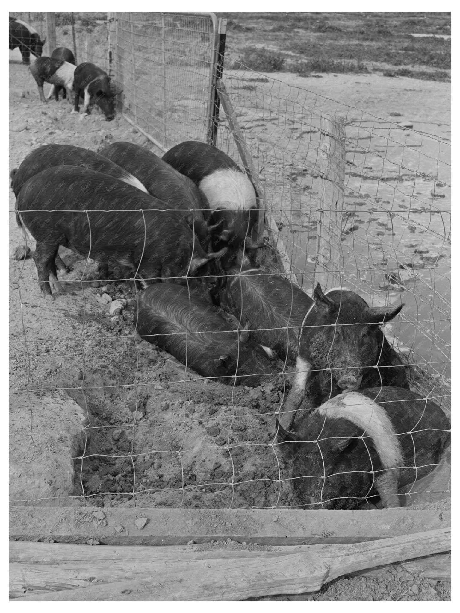 Casa Grande Farms Hog Farming Arizona February 1942 - Available at KNOWOL