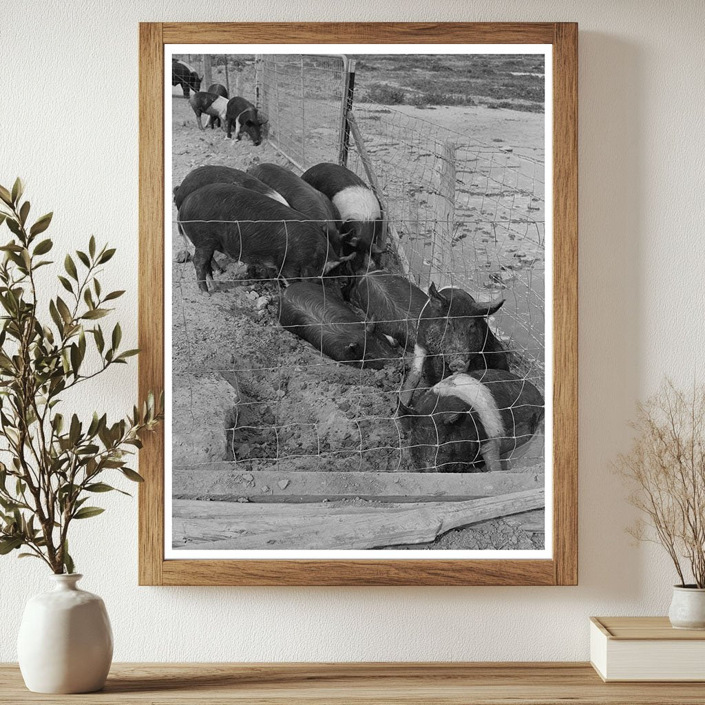 Casa Grande Farms Hog Farming Arizona February 1942 - Available at KNOWOL