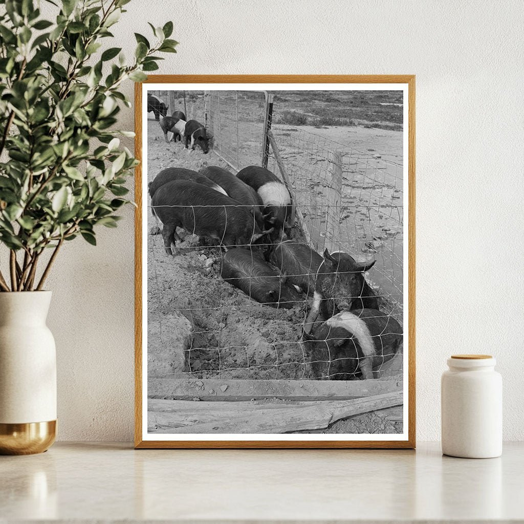 Casa Grande Farms Hog Farming Arizona February 1942 - Available at KNOWOL