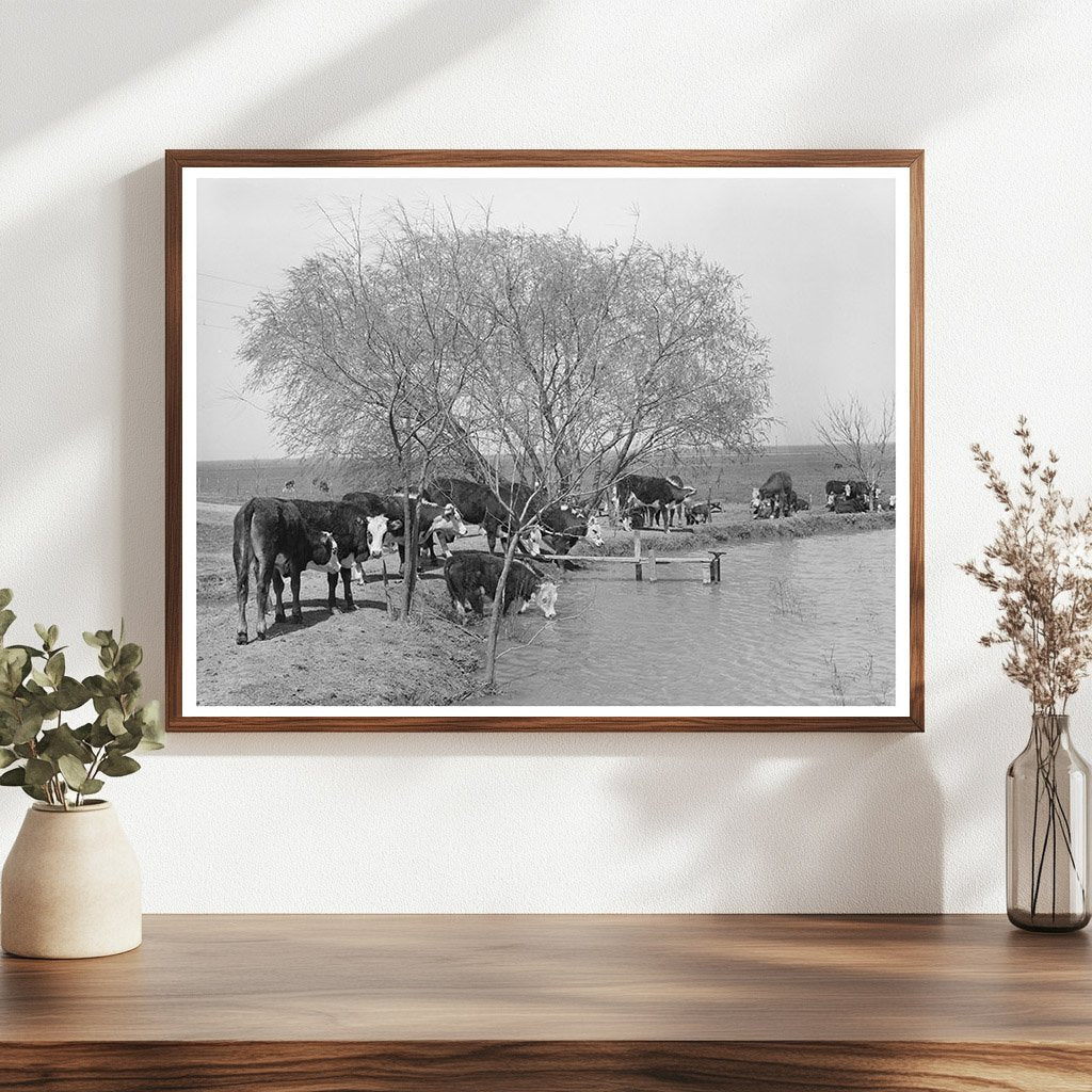 Cattle at Water Hole Crystal City Texas March 1939 - Available at KNOWOL