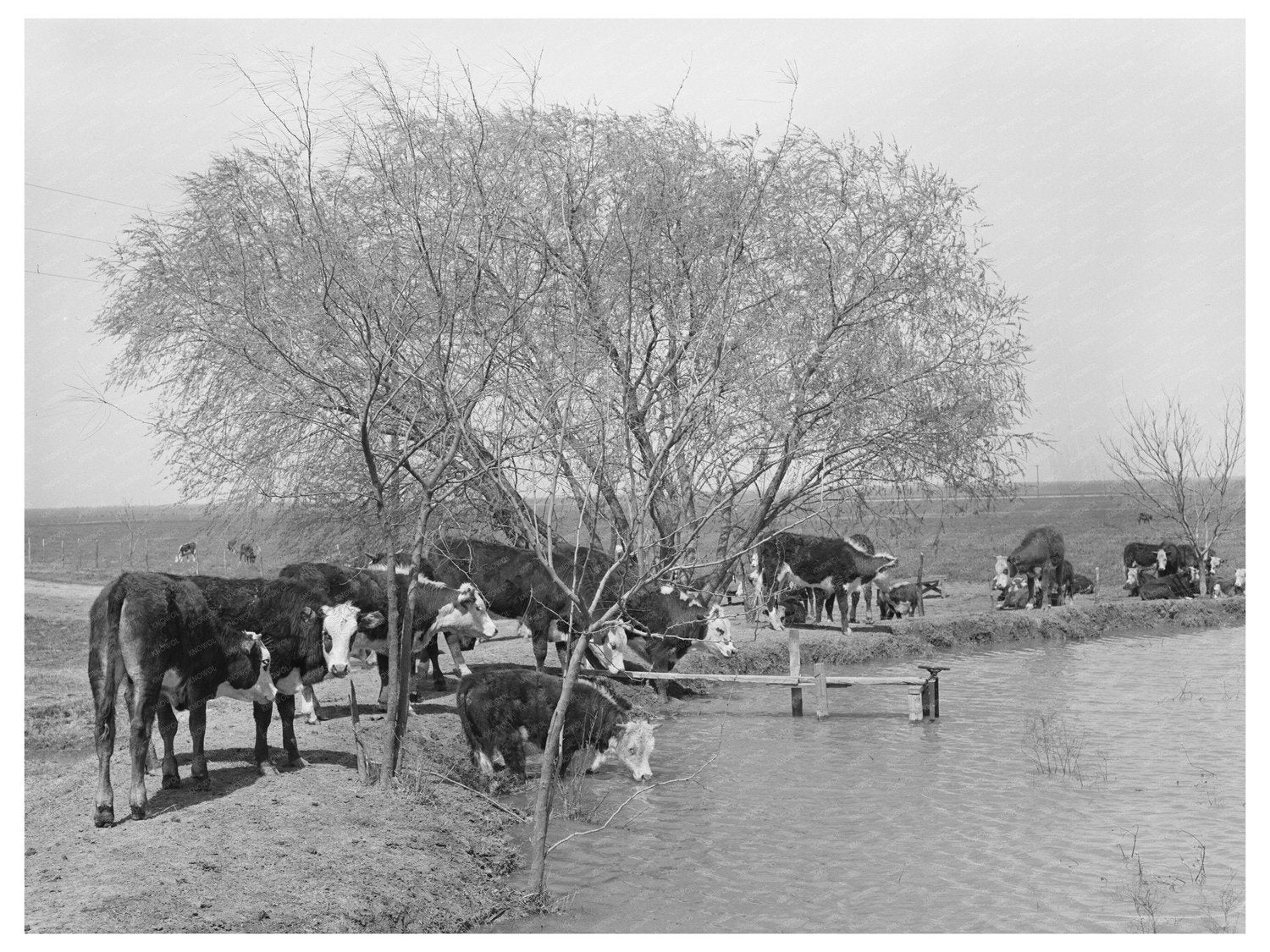 Cattle at Water Hole Crystal City Texas March 1939 - Available at KNOWOL