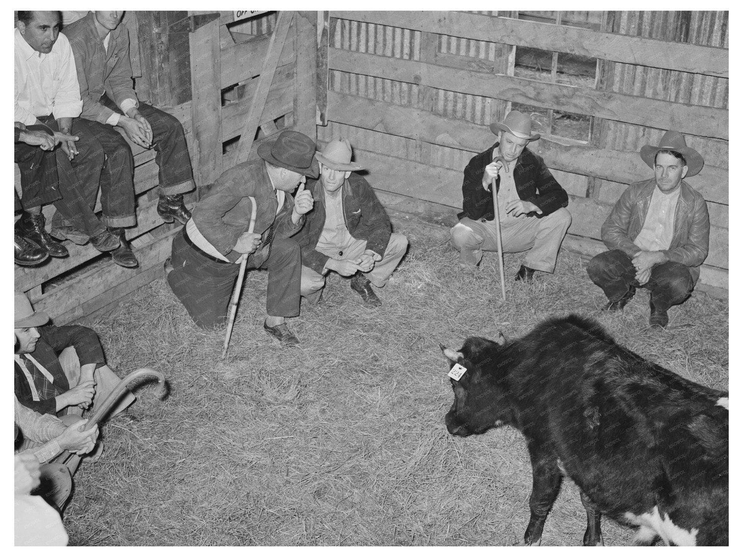 Cattle Auction in San Augustine Texas April 1939 - Available at KNOWOL