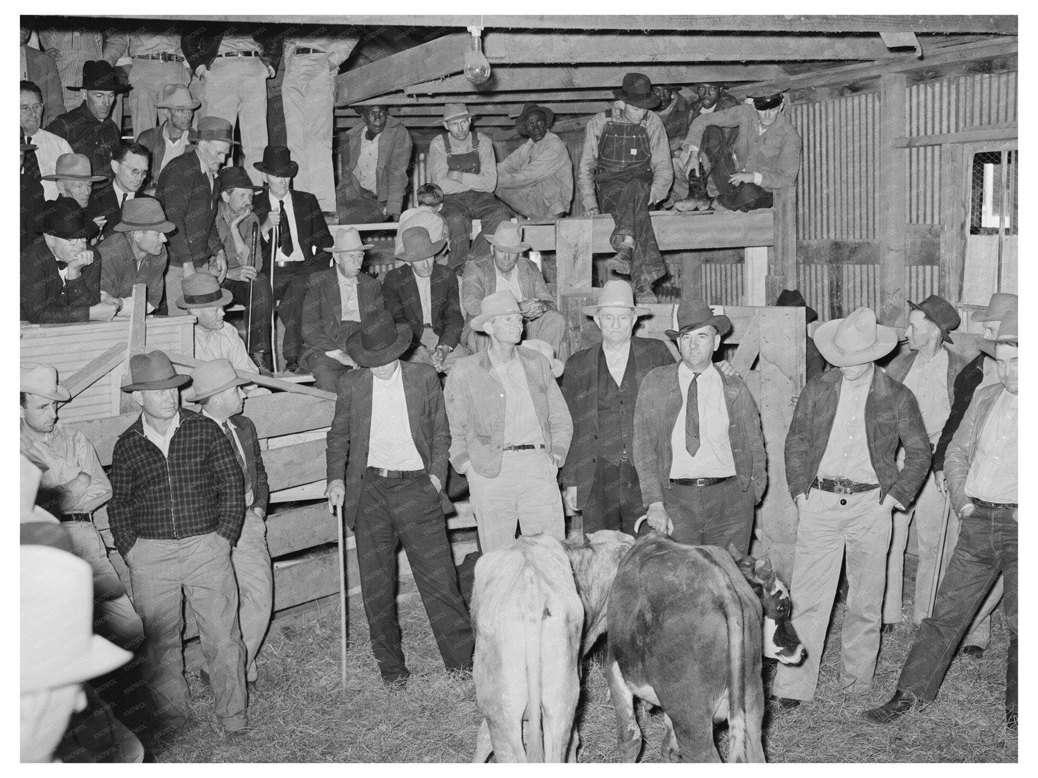 Cattle Auction Scene San Augustine Texas April 1939 - Available at KNOWOL