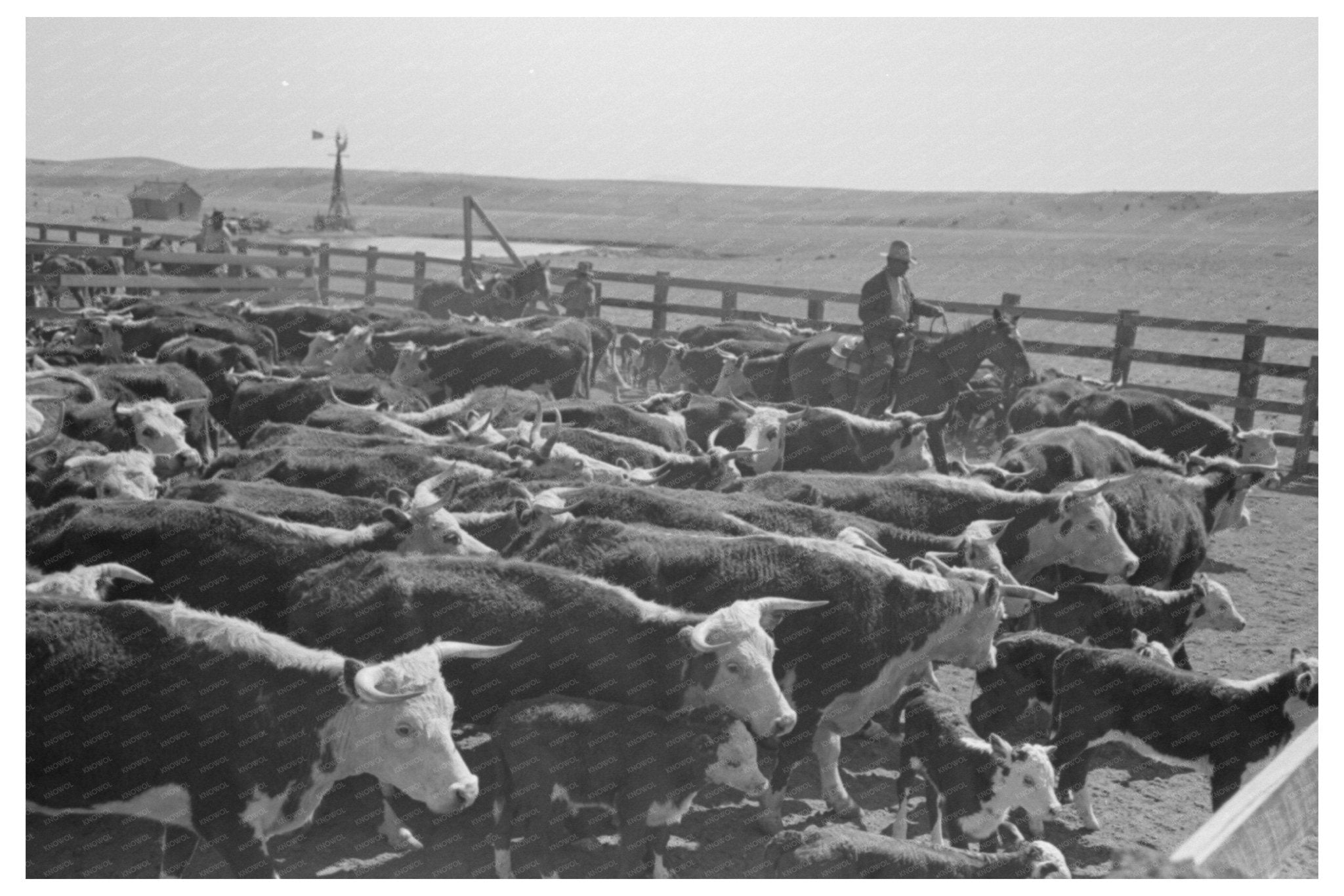 Cattle Branding Roundup Marfa Texas May 1939 - Available at KNOWOL