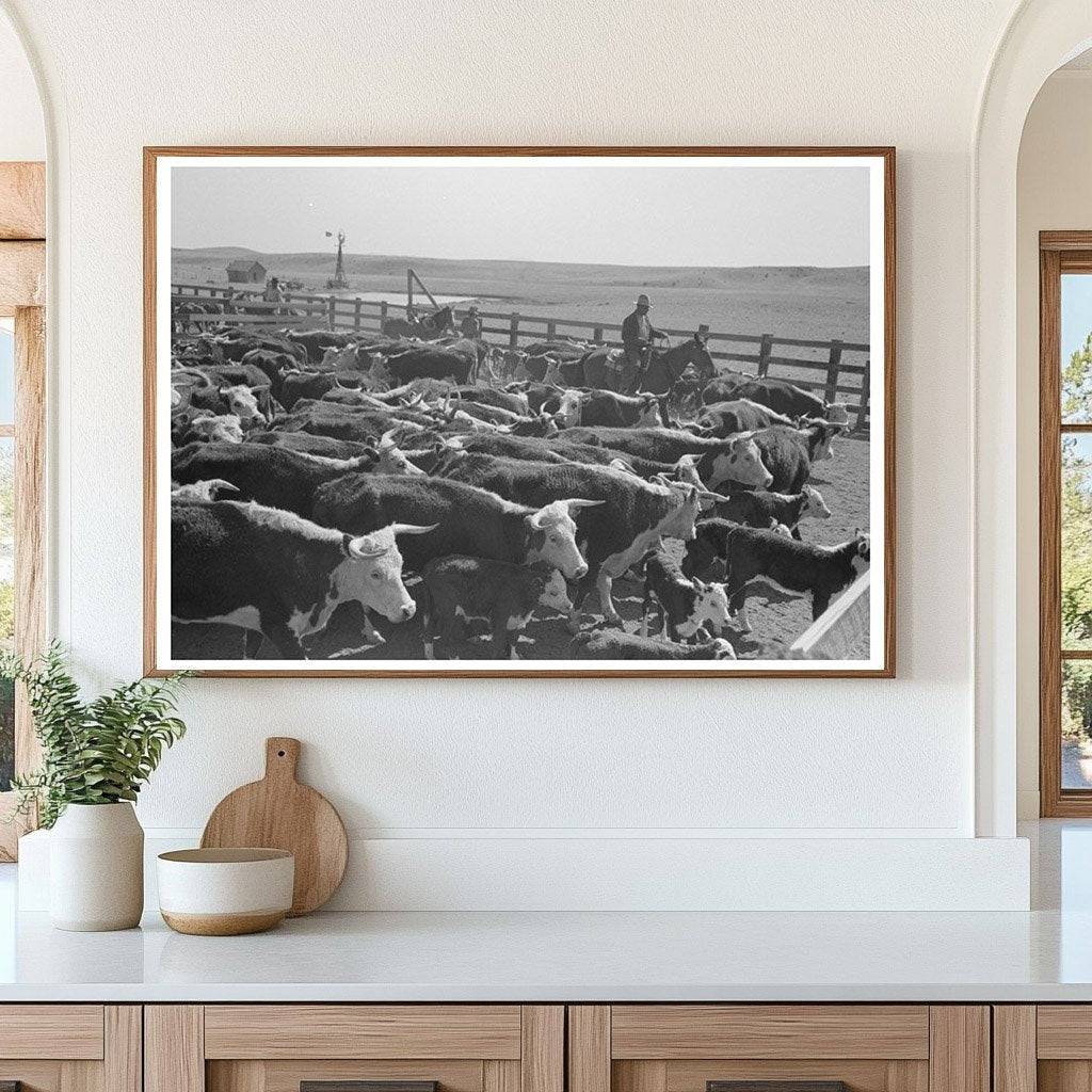 Cattle Branding Roundup Marfa Texas May 1939 - Available at KNOWOL
