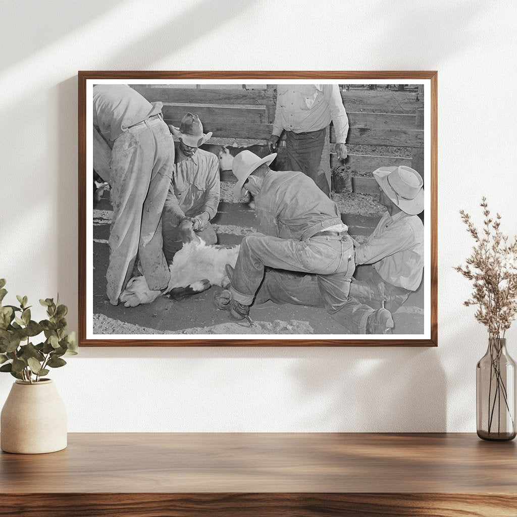 Cattle Branding Scene at Walking X Ranch Marfa 1939 - Available at KNOWOL