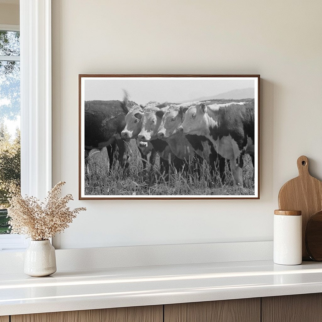 Cattle Feeding Grass at Cruzen Ranch Idaho 1941 - Available at KNOWOL