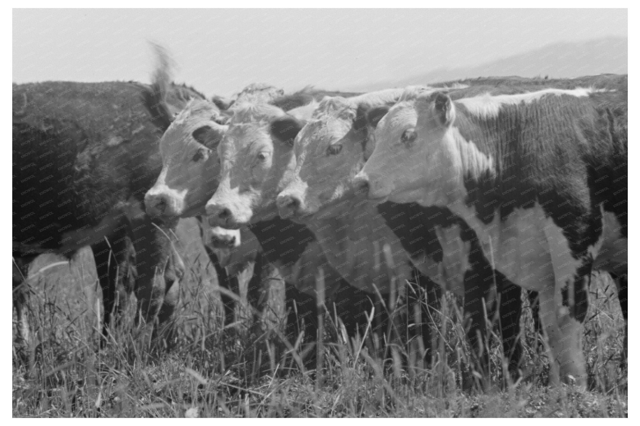 Cattle Feeding Grass at Cruzen Ranch Idaho 1941 - Available at KNOWOL