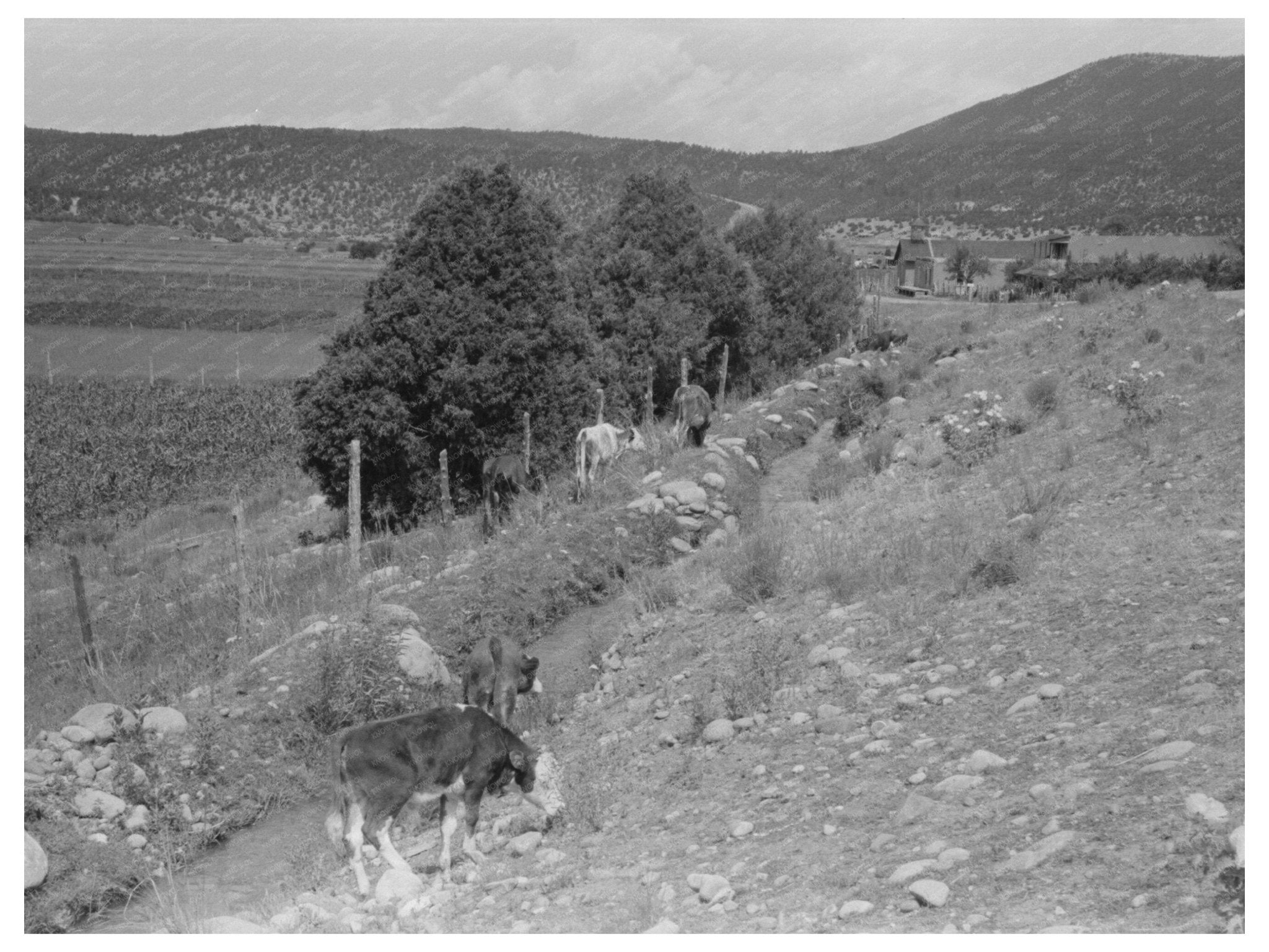 Cattle Grazing by Irrigation Ditch Penasco New Mexico 1940 - Available at KNOWOL