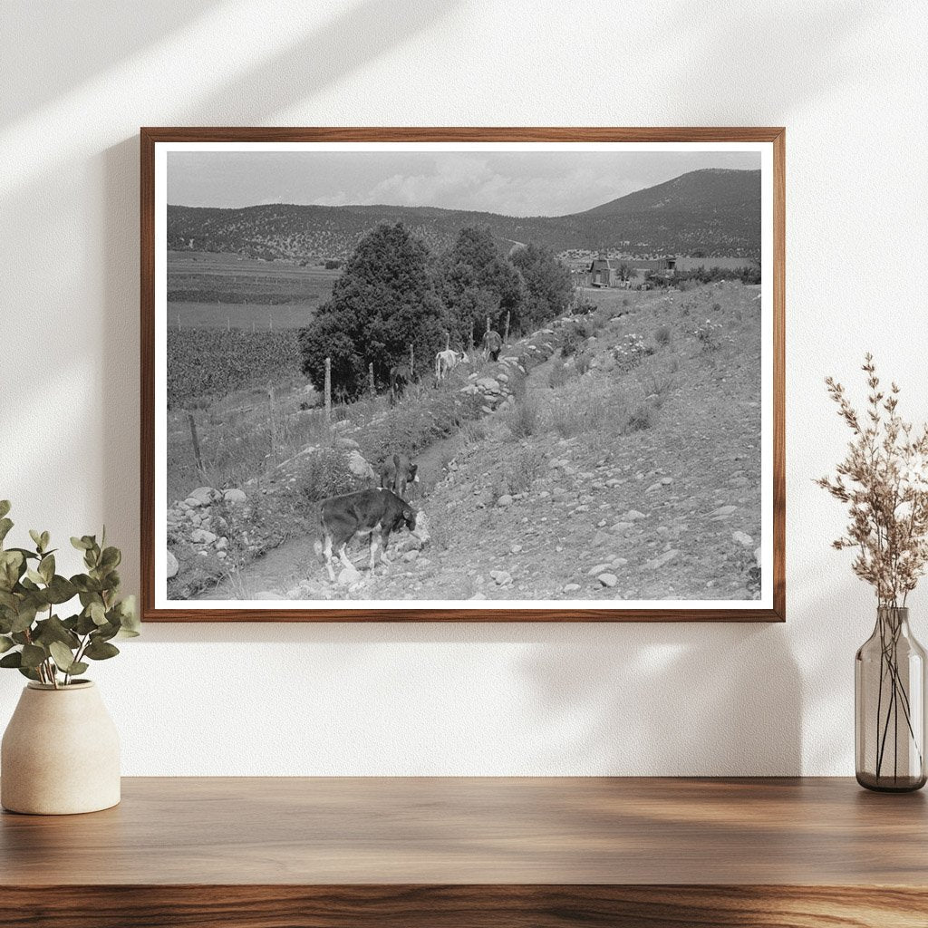Cattle Grazing by Irrigation Ditch Penasco New Mexico 1940 - Available at KNOWOL