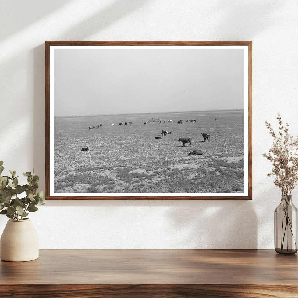 Cattle Grazing in Overgrazed Pasture Oakley Kansas 1939 - Available at KNOWOL