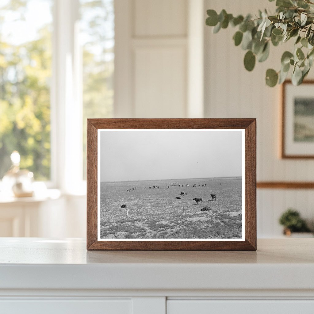 Cattle Grazing in Overgrazed Pasture Oakley Kansas 1939 - Available at KNOWOL