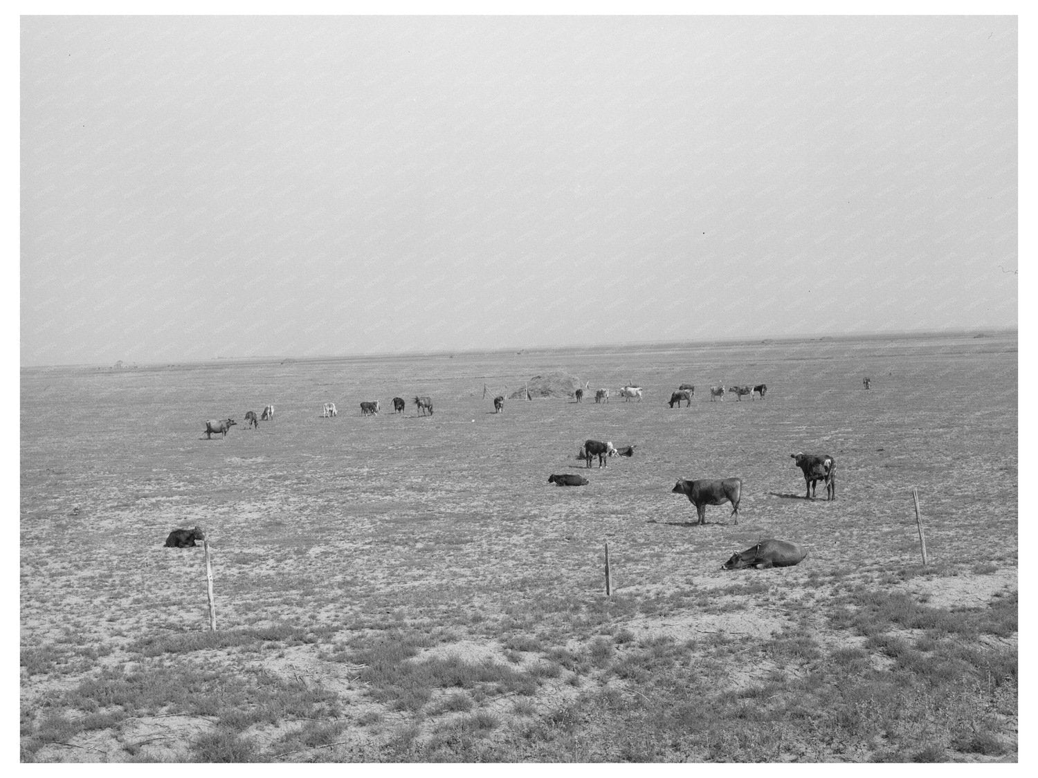 Cattle Grazing in Overgrazed Pasture Oakley Kansas 1939 - Available at KNOWOL