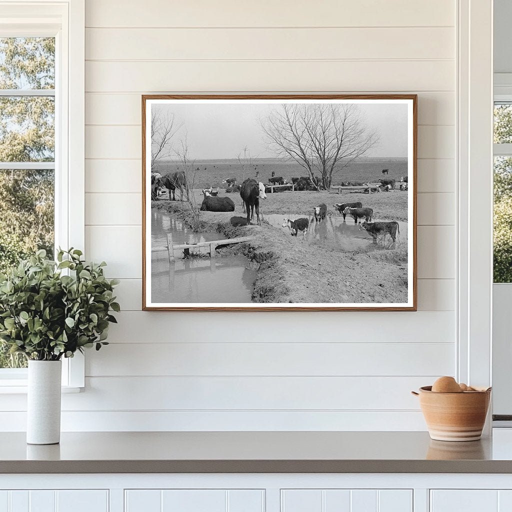 Cattle Herd at Water Hole Crystal City Texas 1939 - Available at KNOWOL