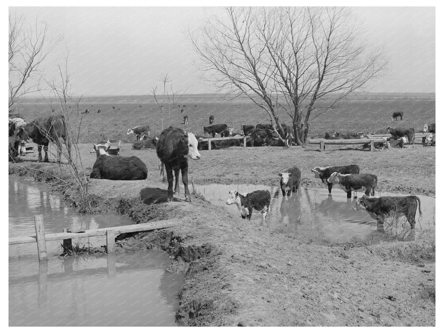 Cattle Herd at Water Hole Crystal City Texas 1939 - Available at KNOWOL