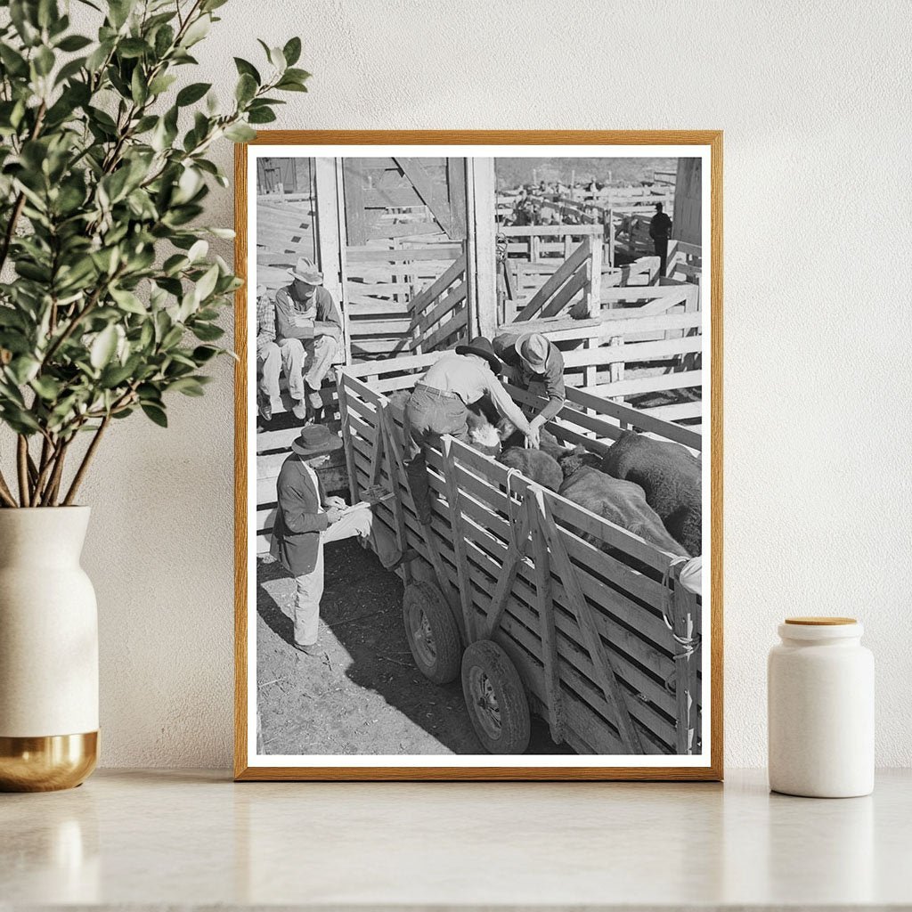 Cattle Identification Stickers at San Angelo Auction 1939 - Available at KNOWOL