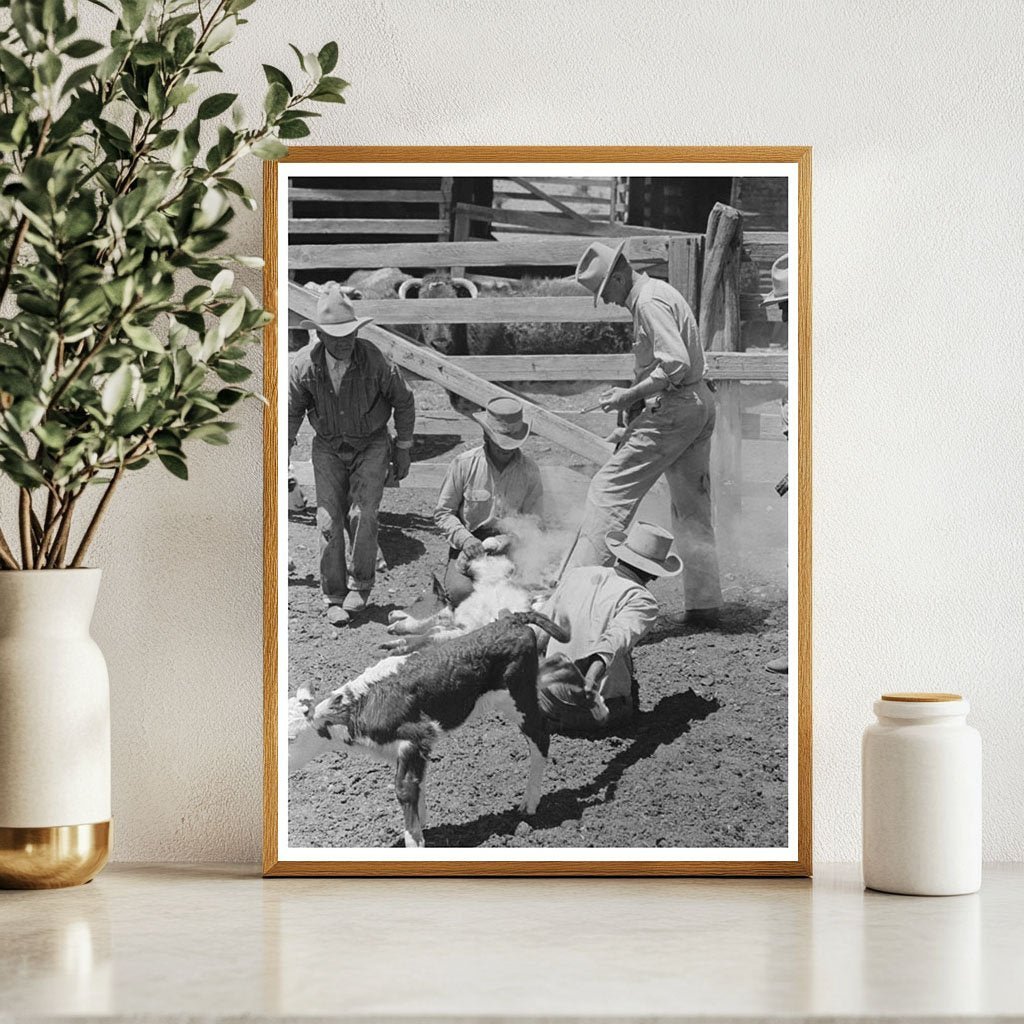 Cattle Inoculation at Walking X Ranch May 1939 - Available at KNOWOL